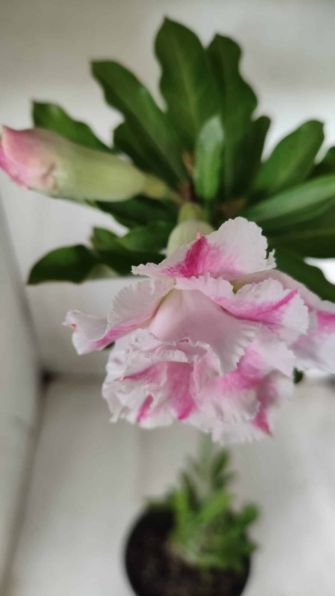 Planta Dobrada 2860 – 35cm – 03 anos