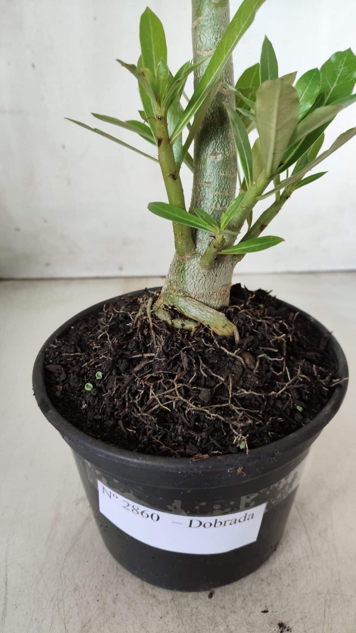Planta Dobrada 2860 – 35cm – 03 anos