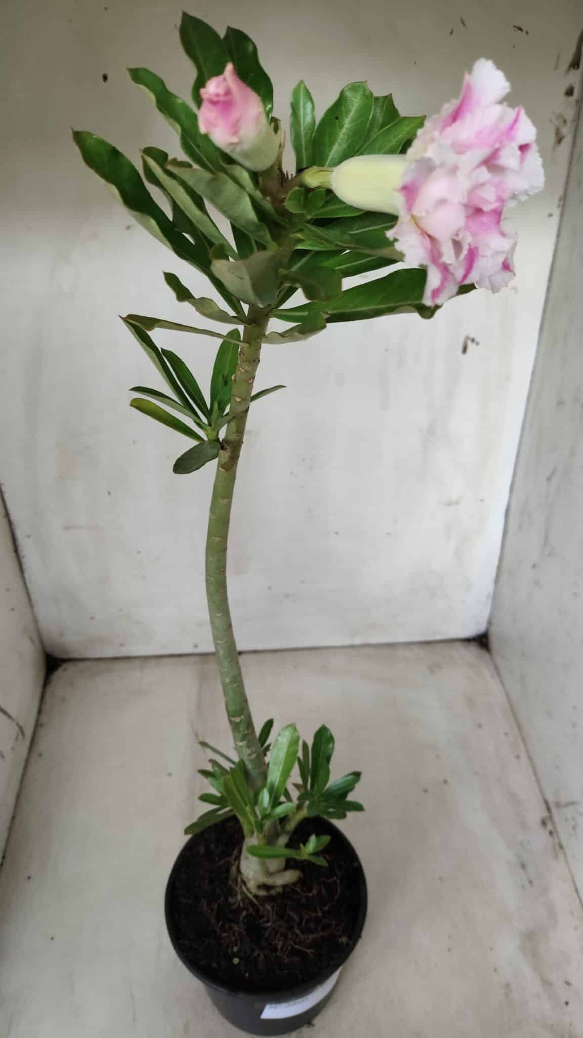 Planta Dobrada 2860 – 35cm – 03 anos