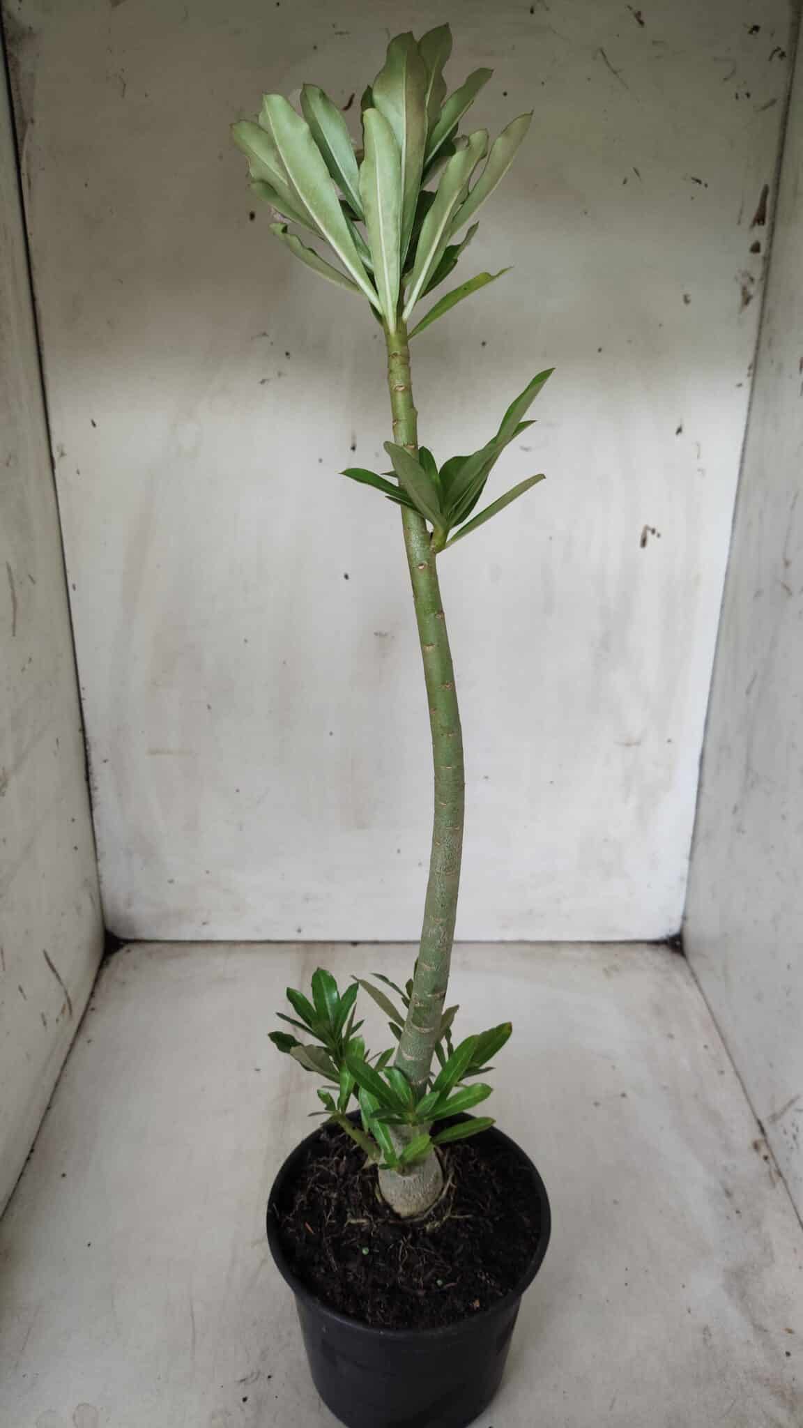 Planta Dobrada 2860 – 35cm – 03 anos