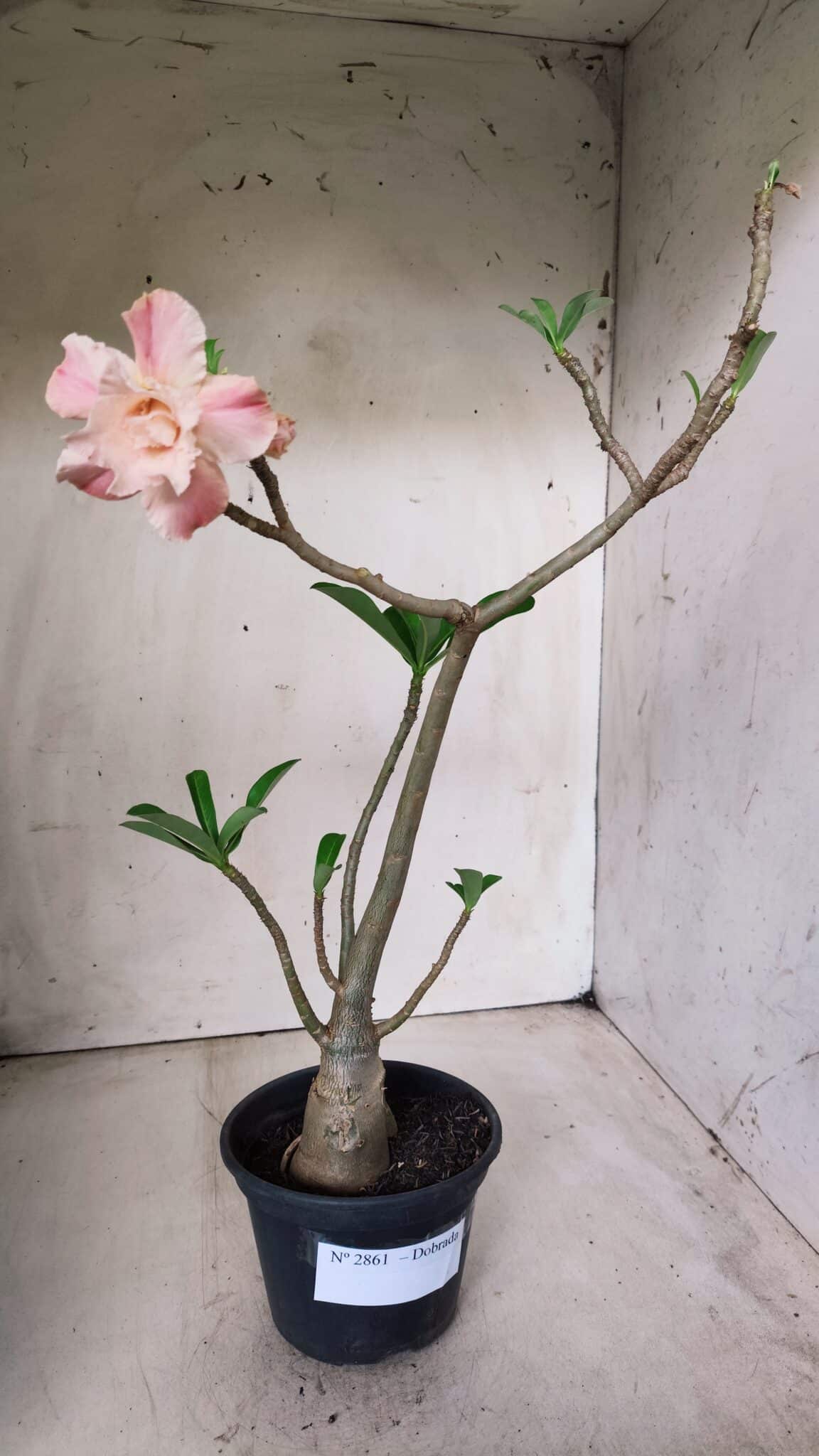 Planta Dobrada 2861 – 35cm – 03 anos