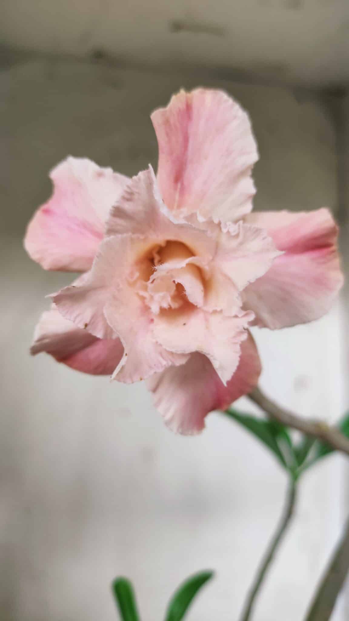 Planta Dobrada 2861 – 35cm – 03 anos