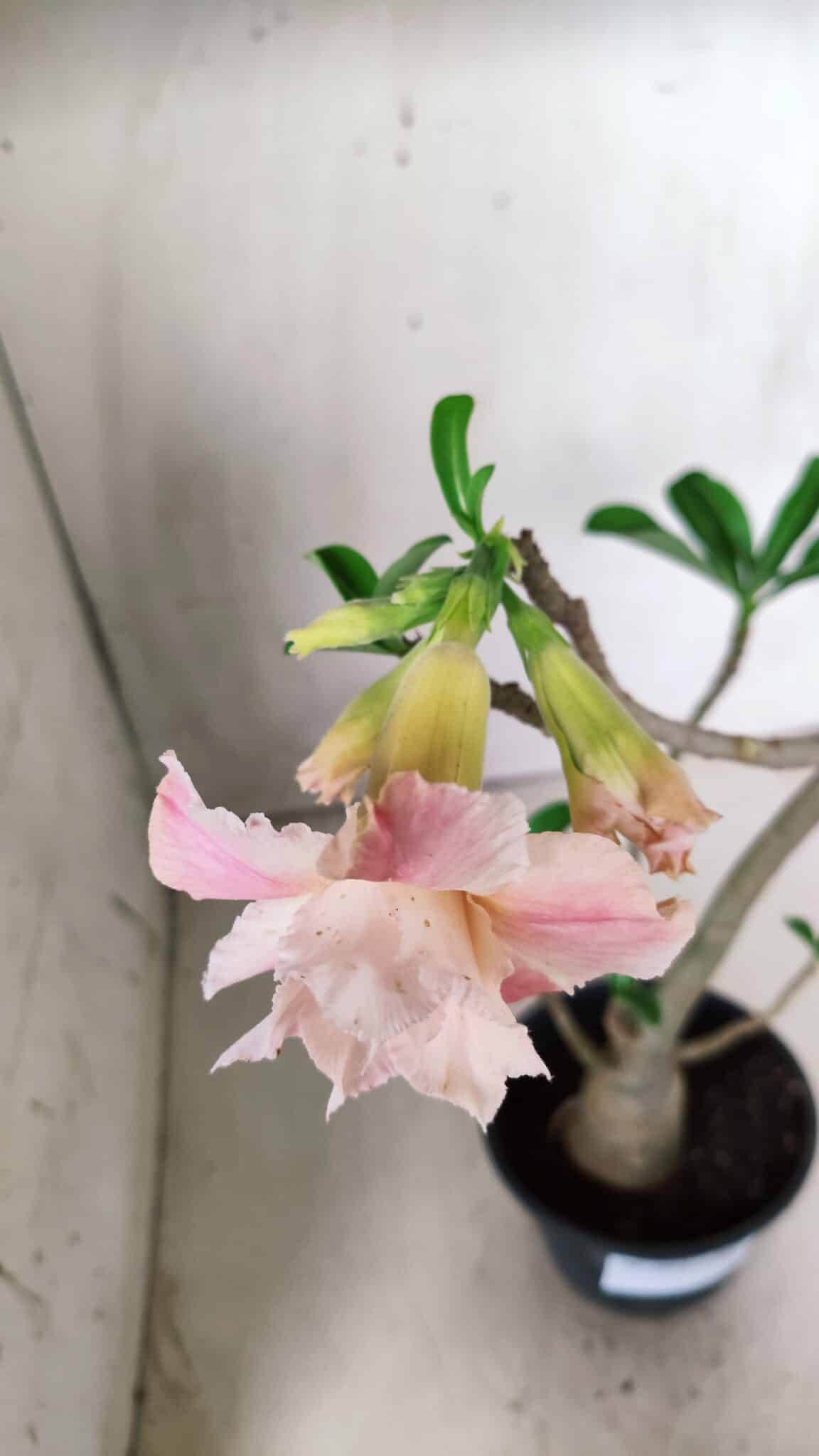 Planta Dobrada 2861 – 35cm – 03 anos
