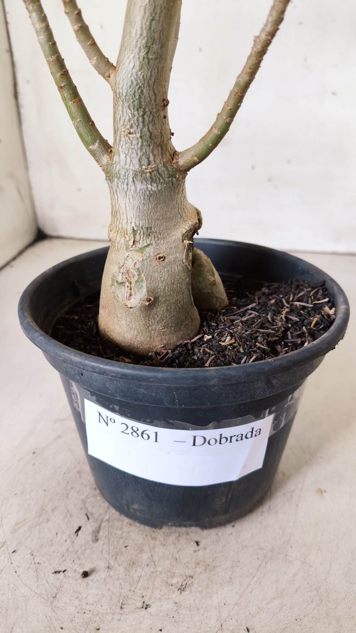 Planta Dobrada 2861 – 35cm – 03 anos