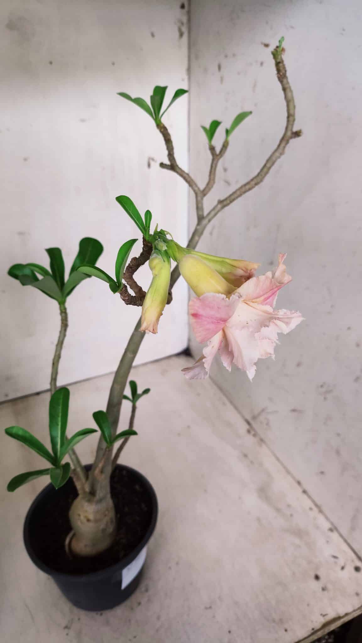Planta Dobrada 2861 – 35cm – 03 anos