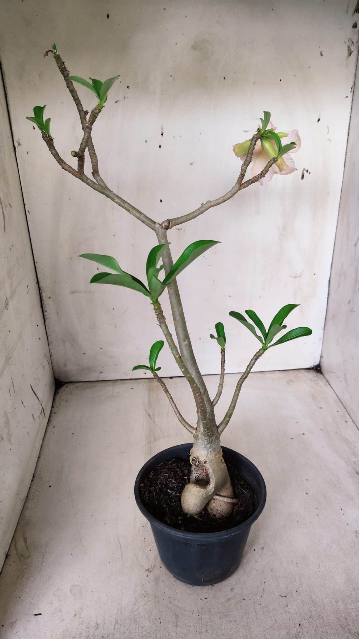 Planta Dobrada 2861 – 35cm – 03 anos