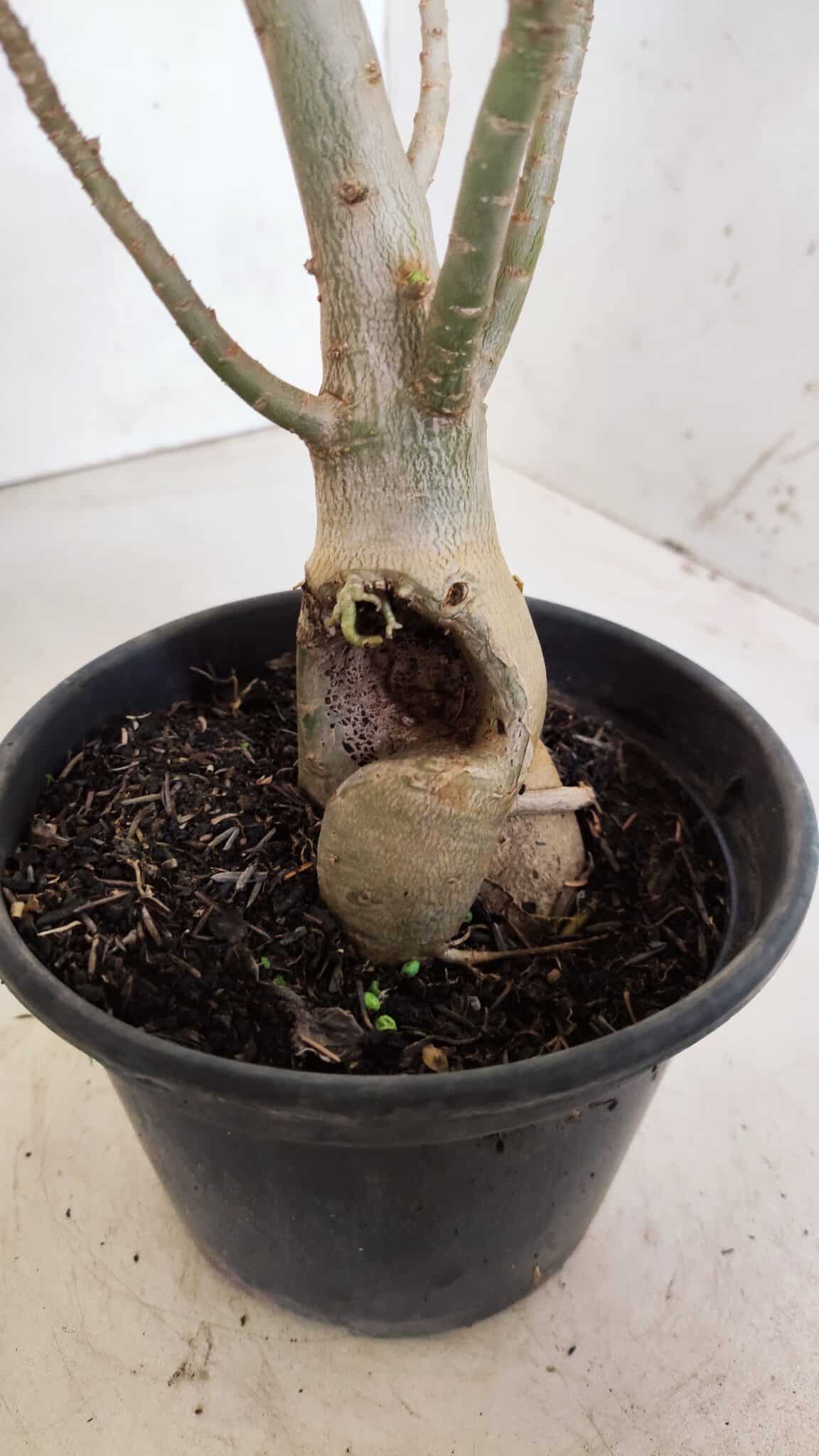 Planta Dobrada 2861 – 35cm – 03 anos