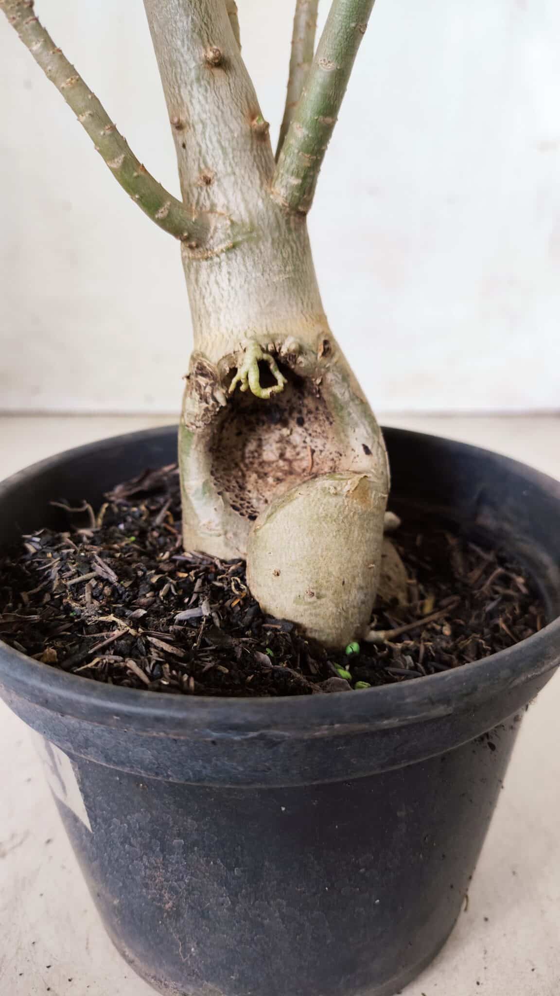 Planta Dobrada 2861 – 35cm – 03 anos