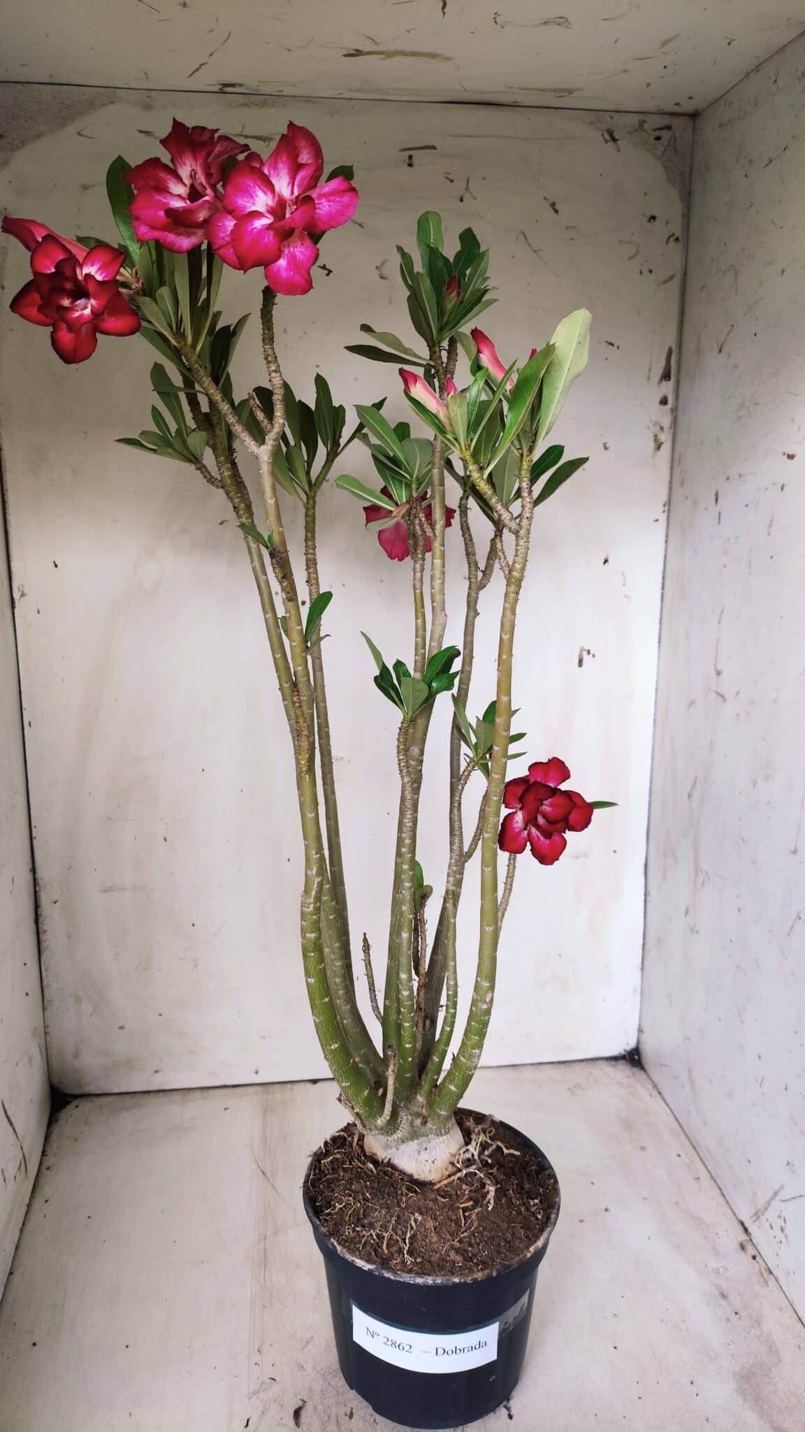 Planta Dobrada 2862 – 50cm – 05 anos