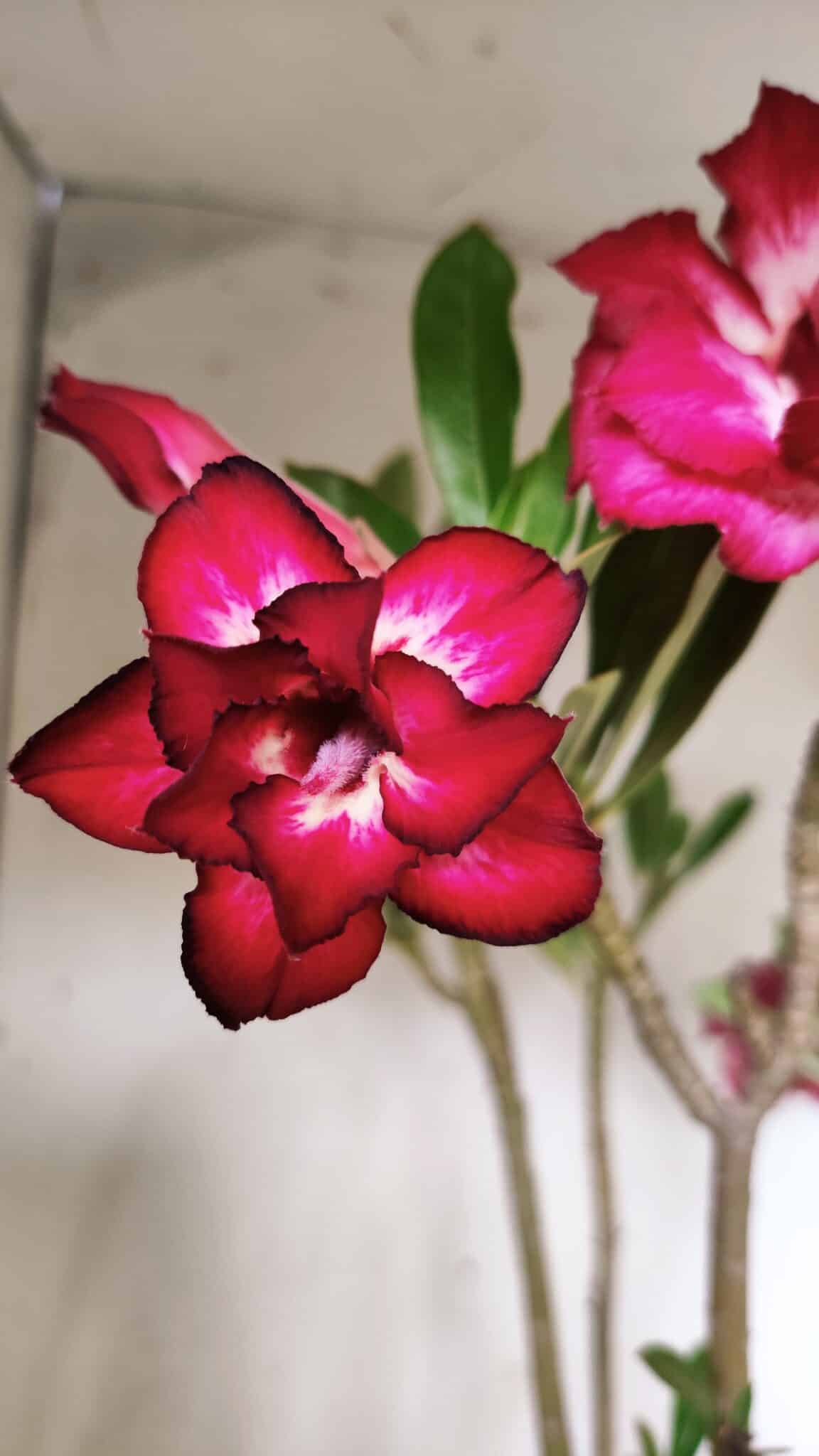 Planta Dobrada 2862 – 50cm – 05 anos