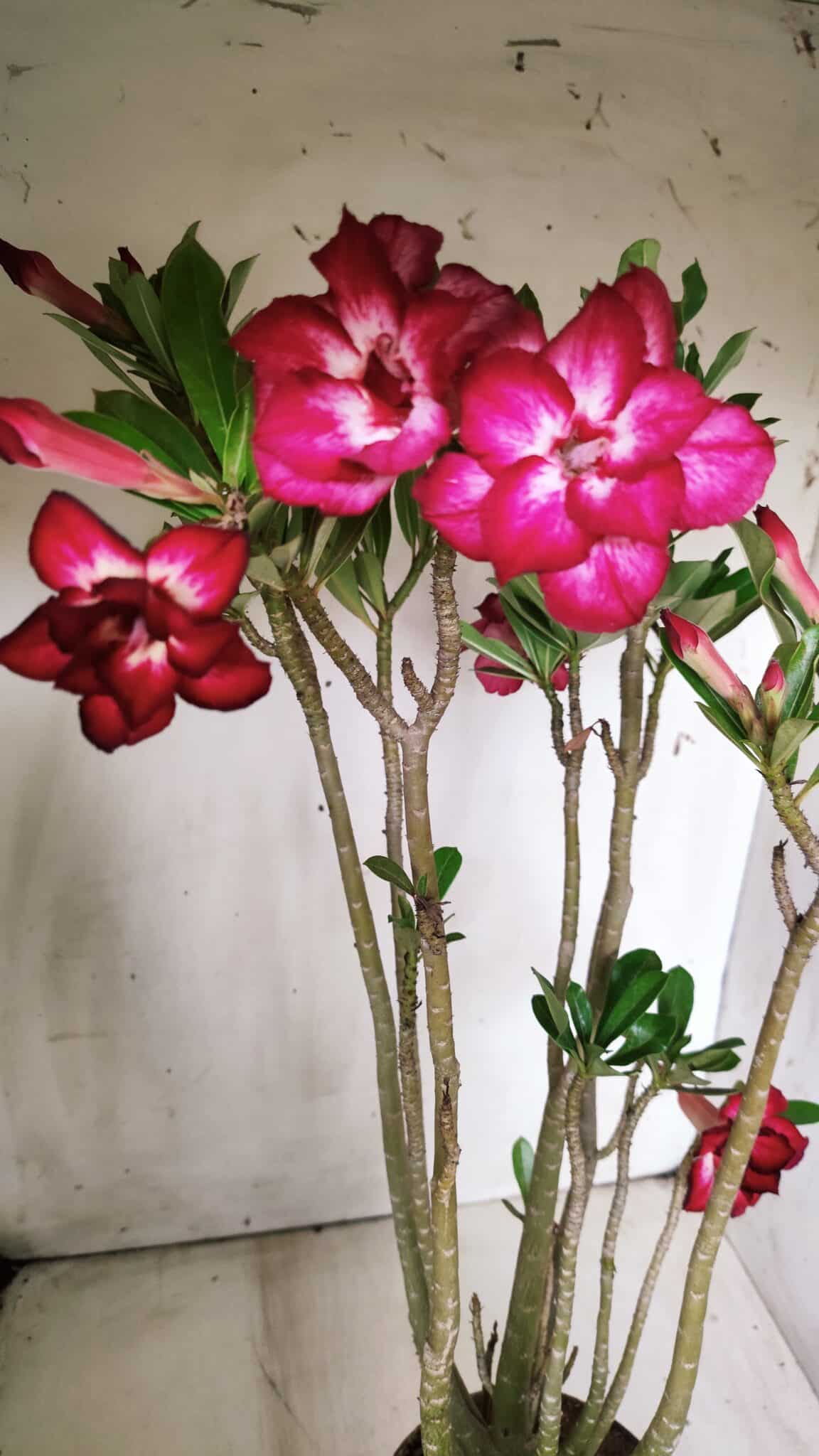 Planta Dobrada 2862 – 50cm – 05 anos