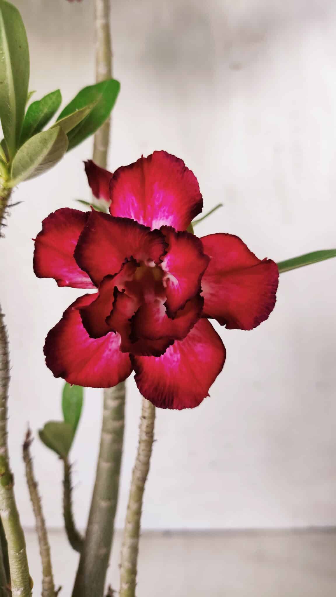 Planta Dobrada 2862 – 50cm – 05 anos