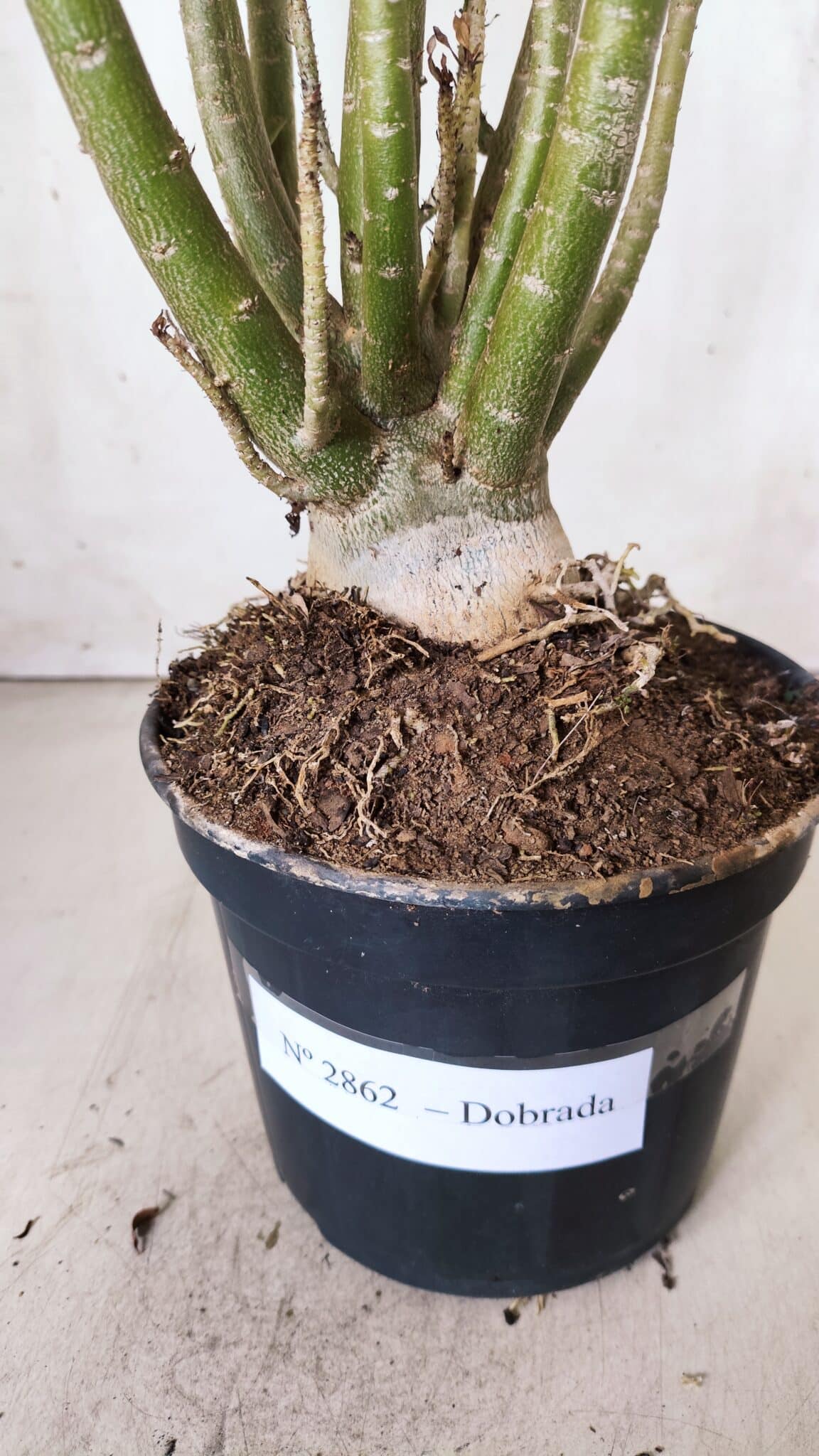 Planta Dobrada 2862 – 50cm – 05 anos