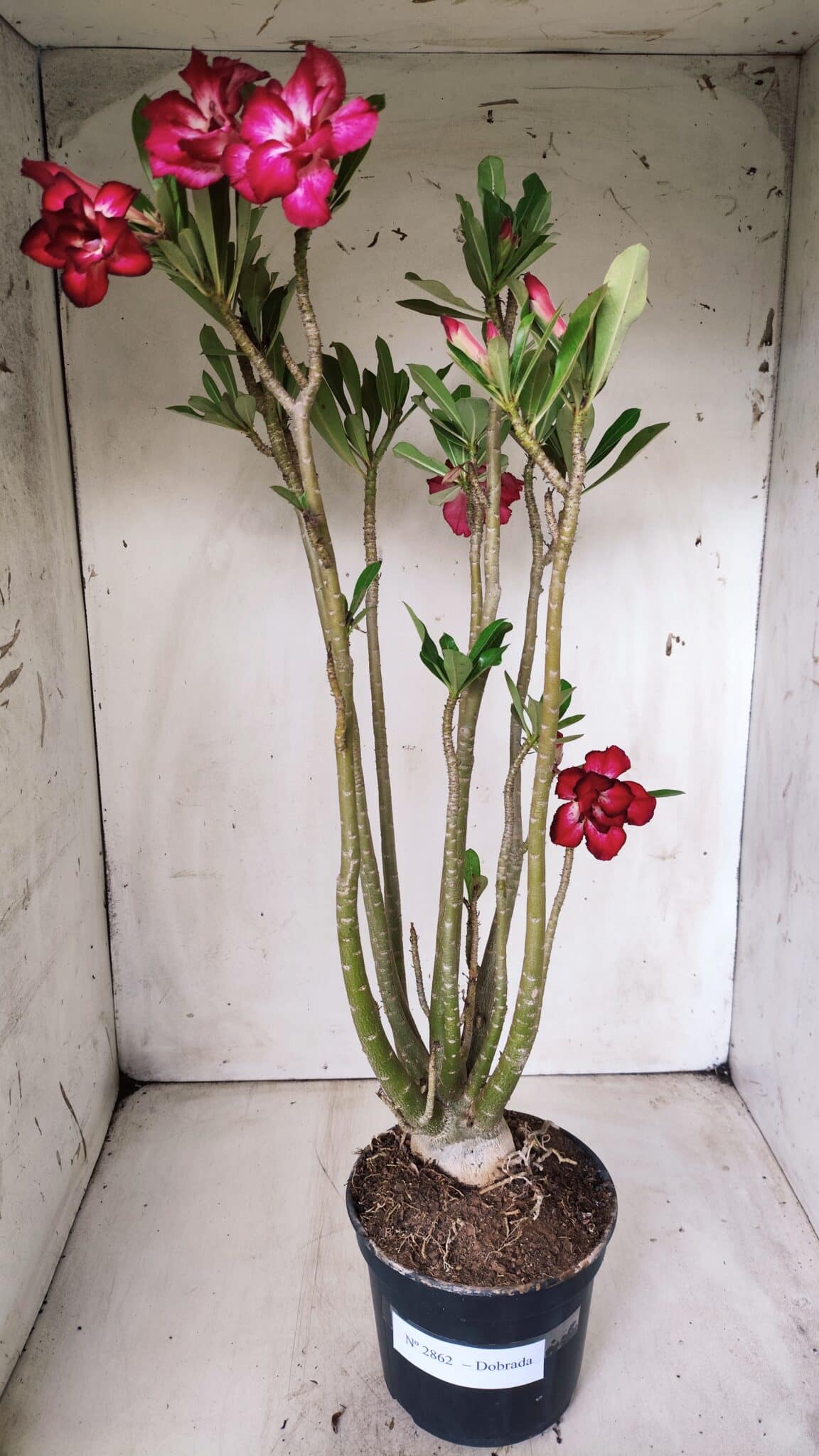Planta Dobrada 2862 – 50cm – 05 anos