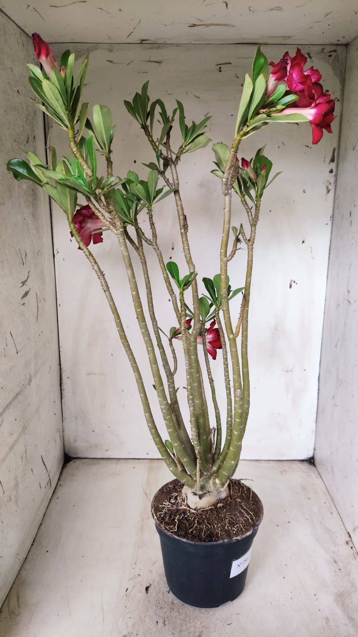 Planta Dobrada 2862 – 50cm – 05 anos