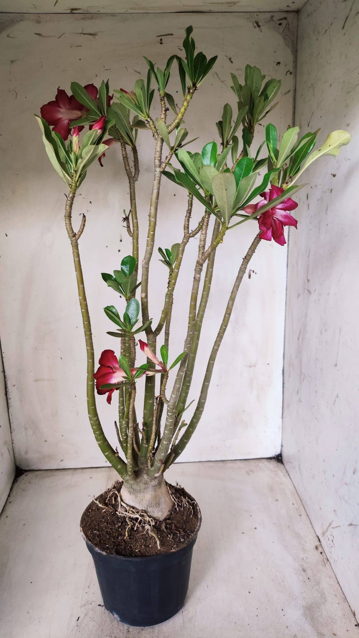 Planta Dobrada 2862 – 50cm – 05 anos