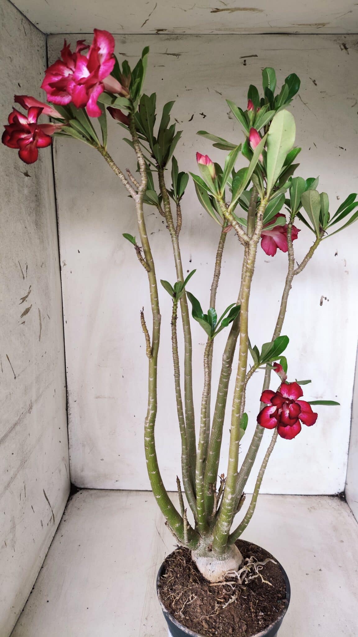 Planta Dobrada 2862 – 50cm – 05 anos