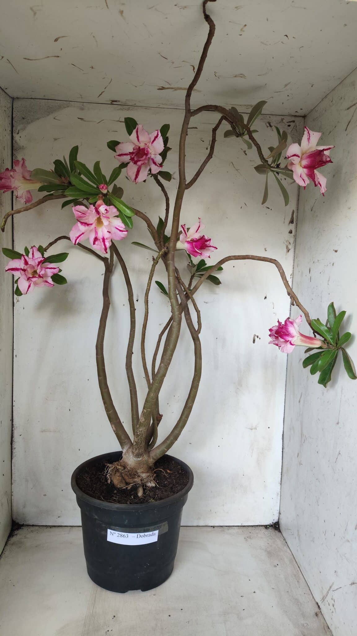 Planta Dobrada 2863 – 55cm – 04 anos