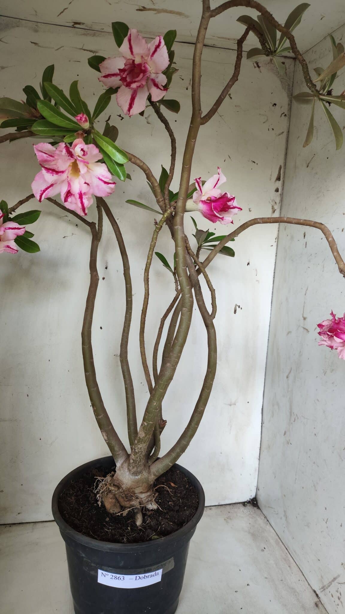 Planta Dobrada 2863 – 55cm – 04 anos