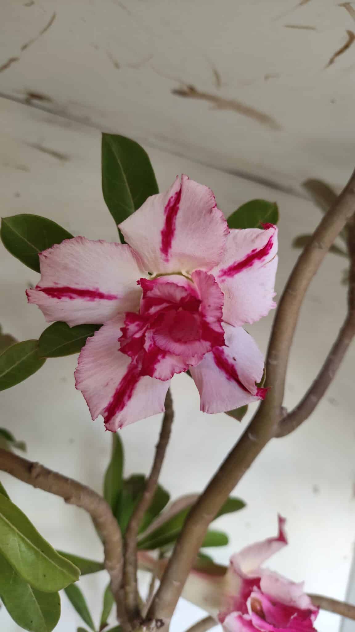 Planta Dobrada 2863 – 55cm – 04 anos