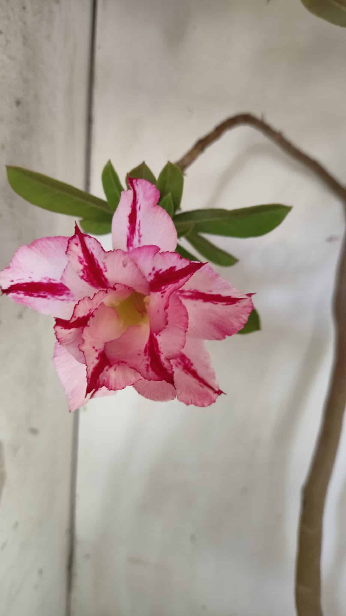 Planta Dobrada 2863 – 55cm – 04 anos