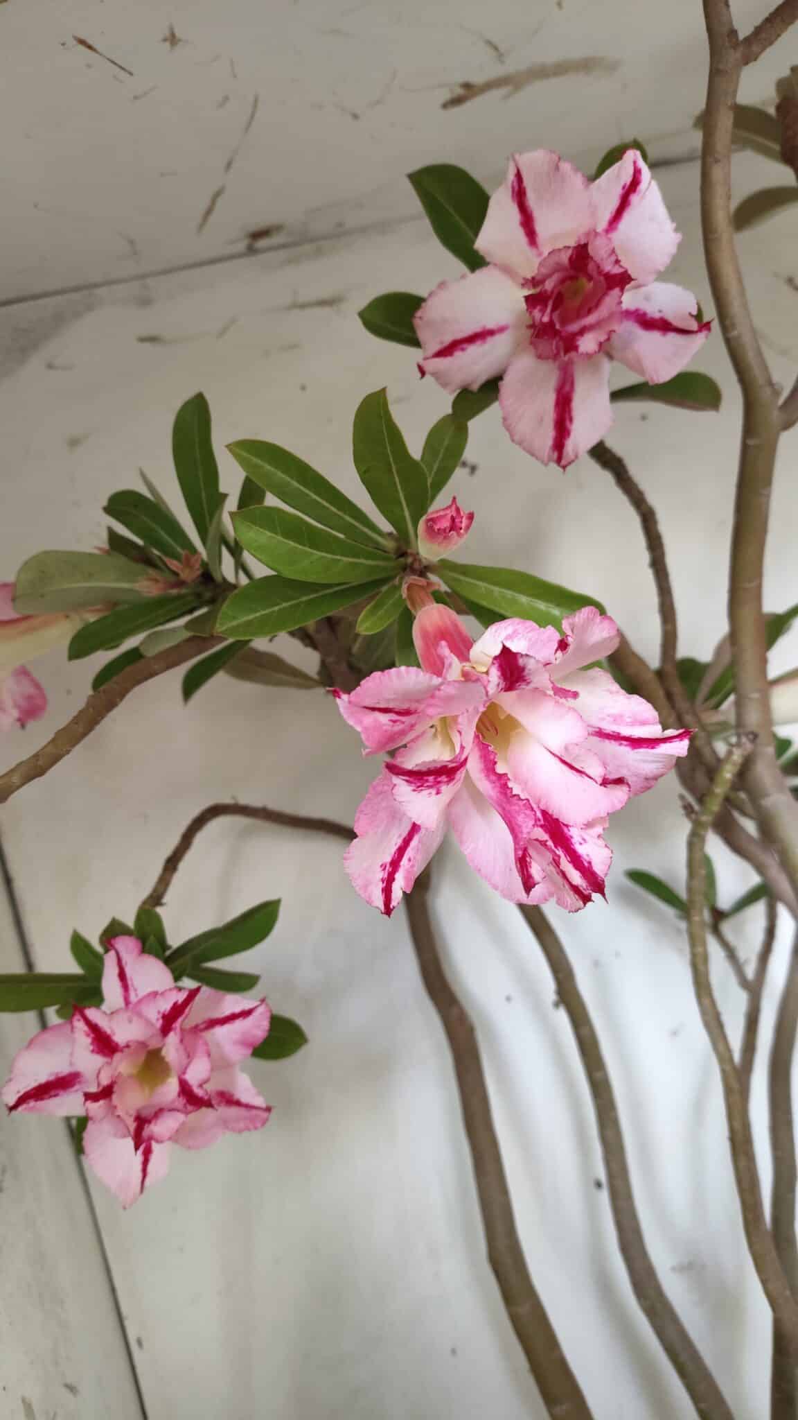 Planta Dobrada 2863 – 55cm – 04 anos