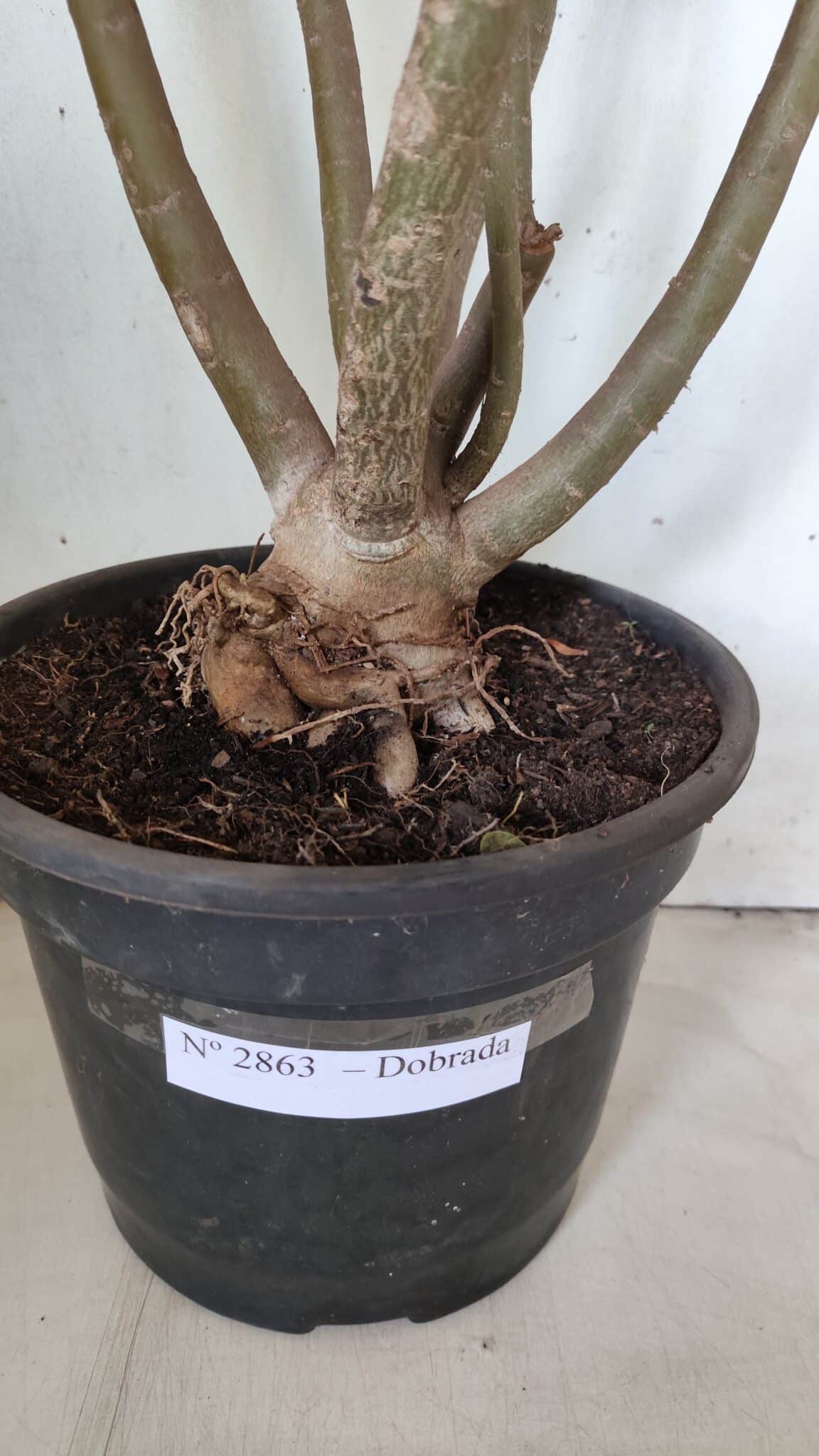 Planta Dobrada 2863 – 55cm – 04 anos