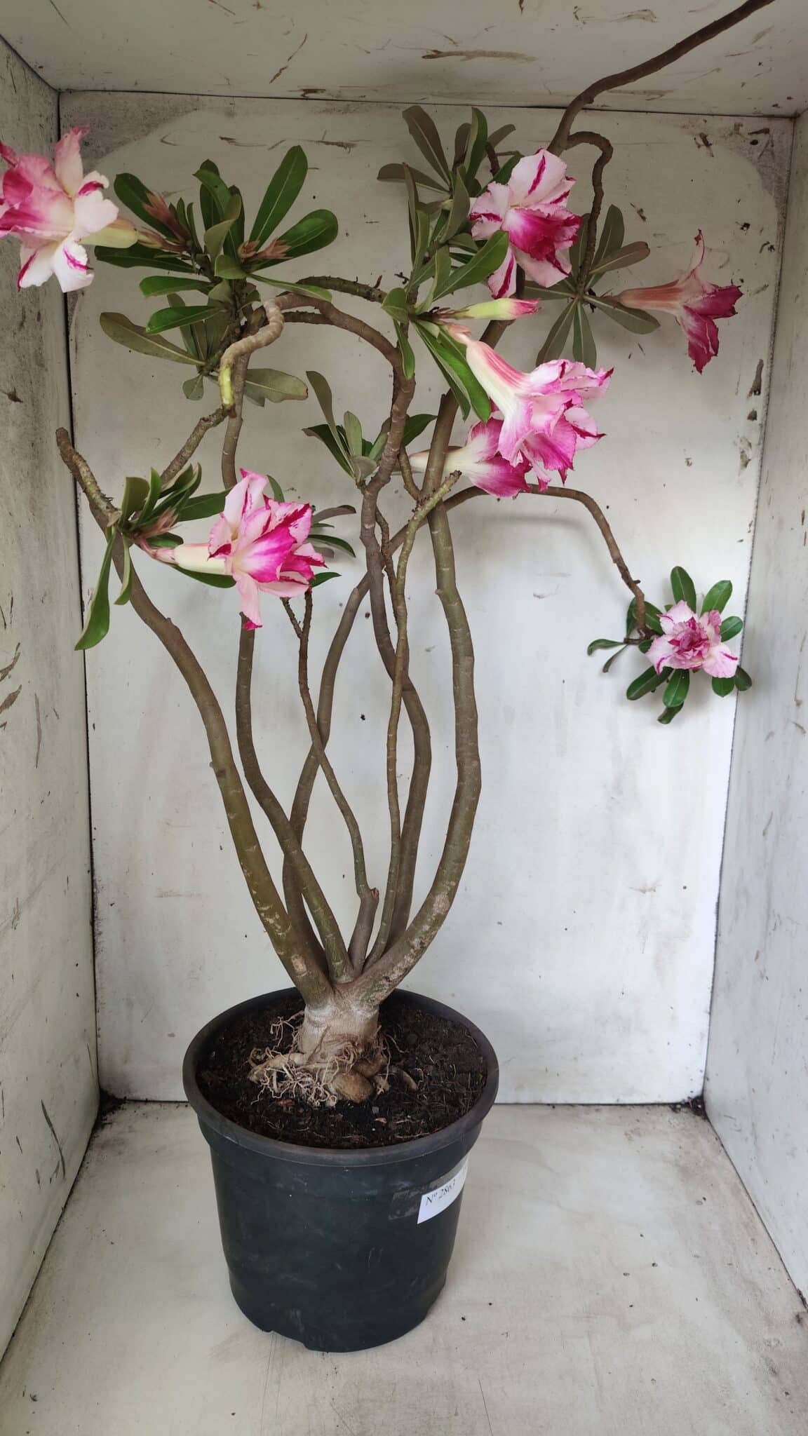 Planta Dobrada 2863 – 55cm – 04 anos