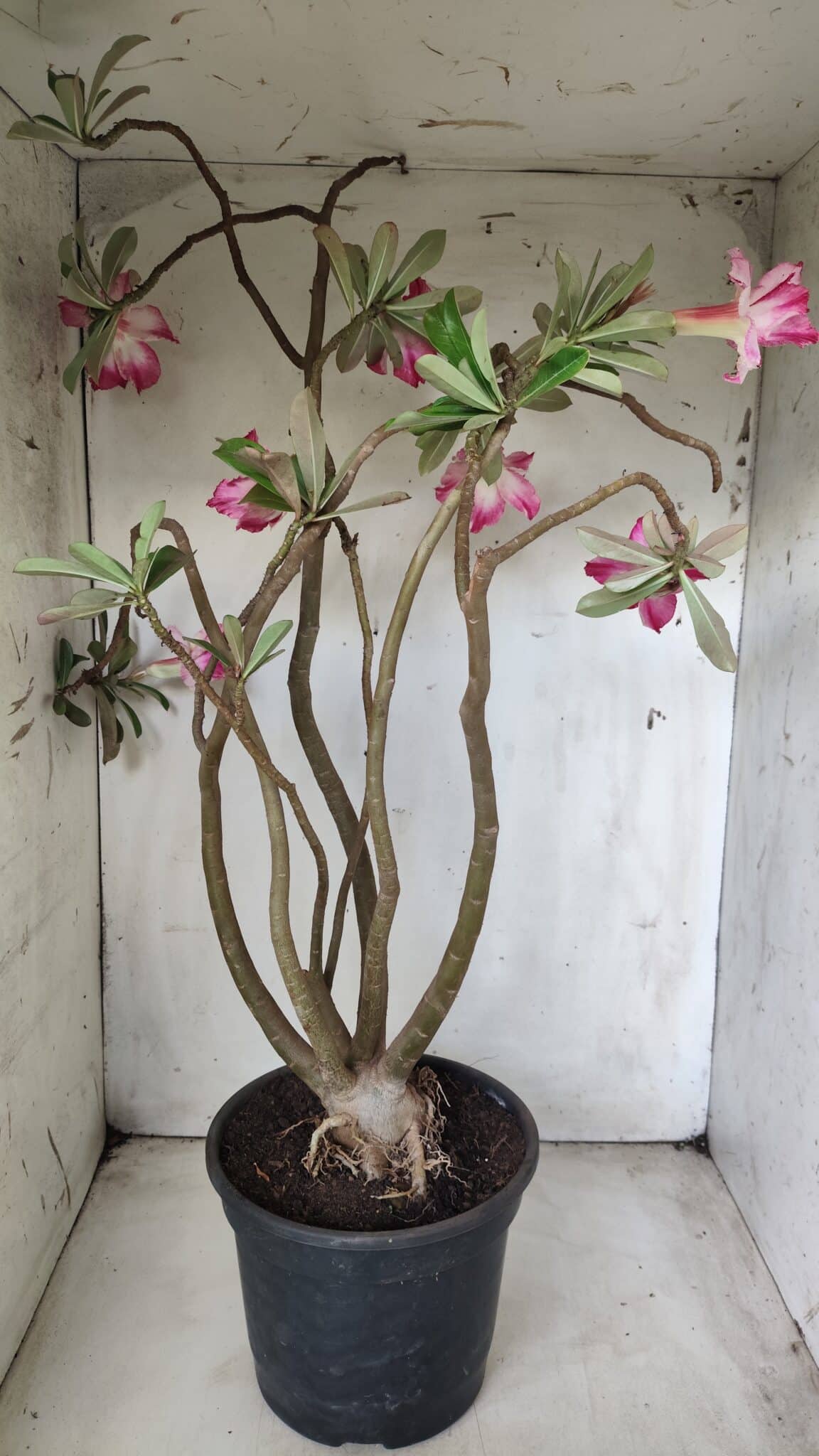 Planta Dobrada 2863 – 55cm – 04 anos