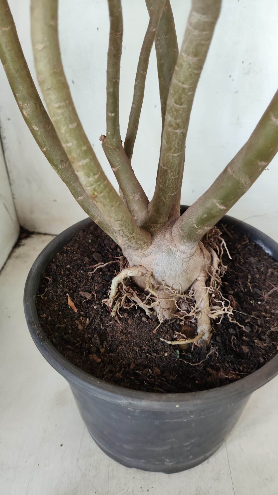Planta Dobrada 2863 – 55cm – 04 anos