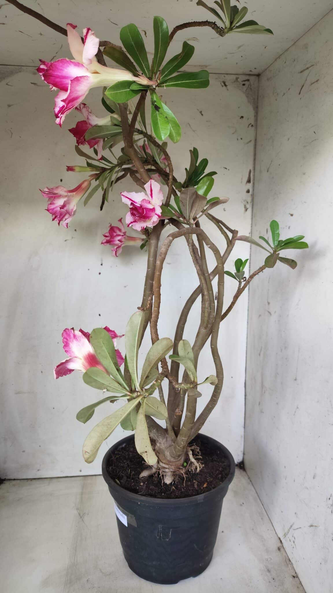 Planta Dobrada 2863 – 55cm – 04 anos