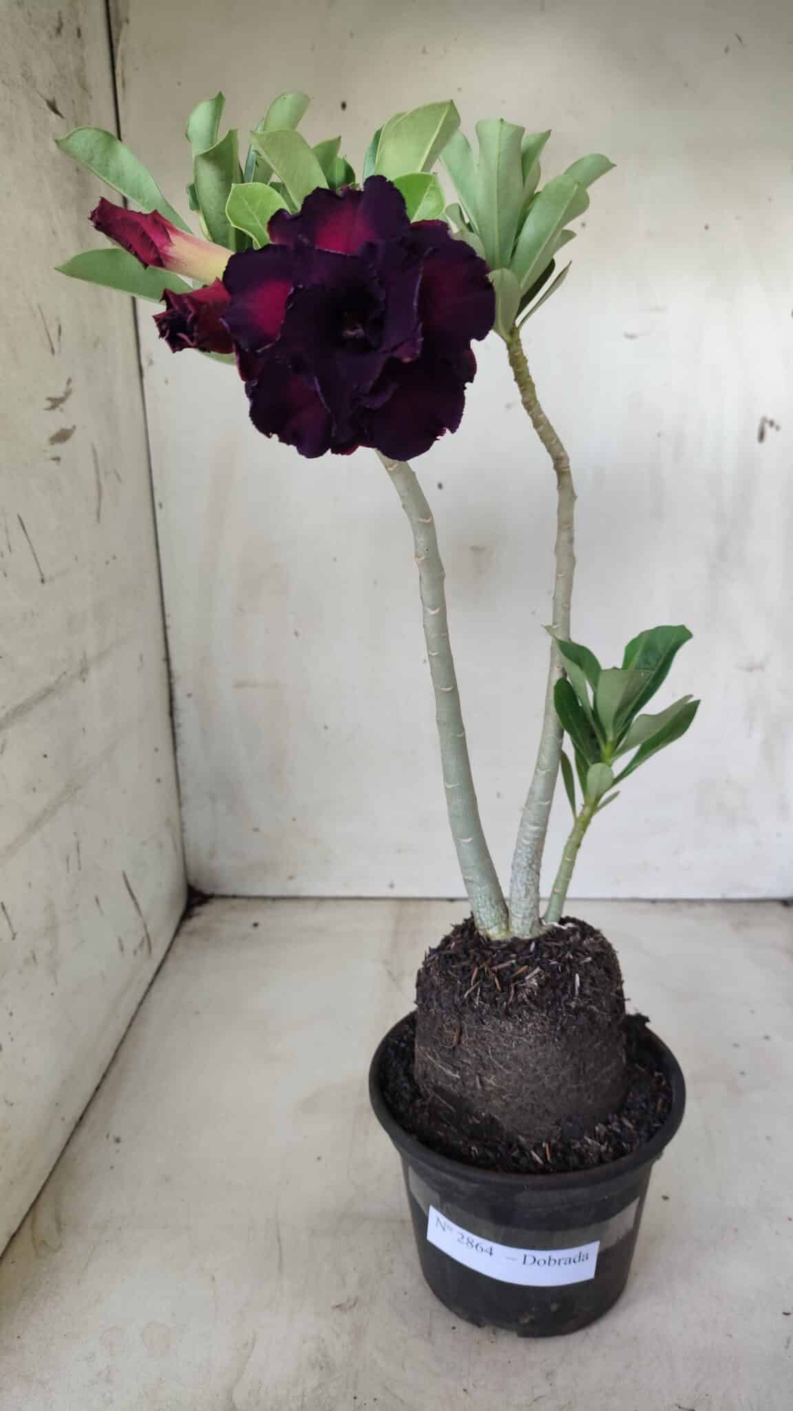 Planta Dobrada 2864 – 35cm – 03 anos