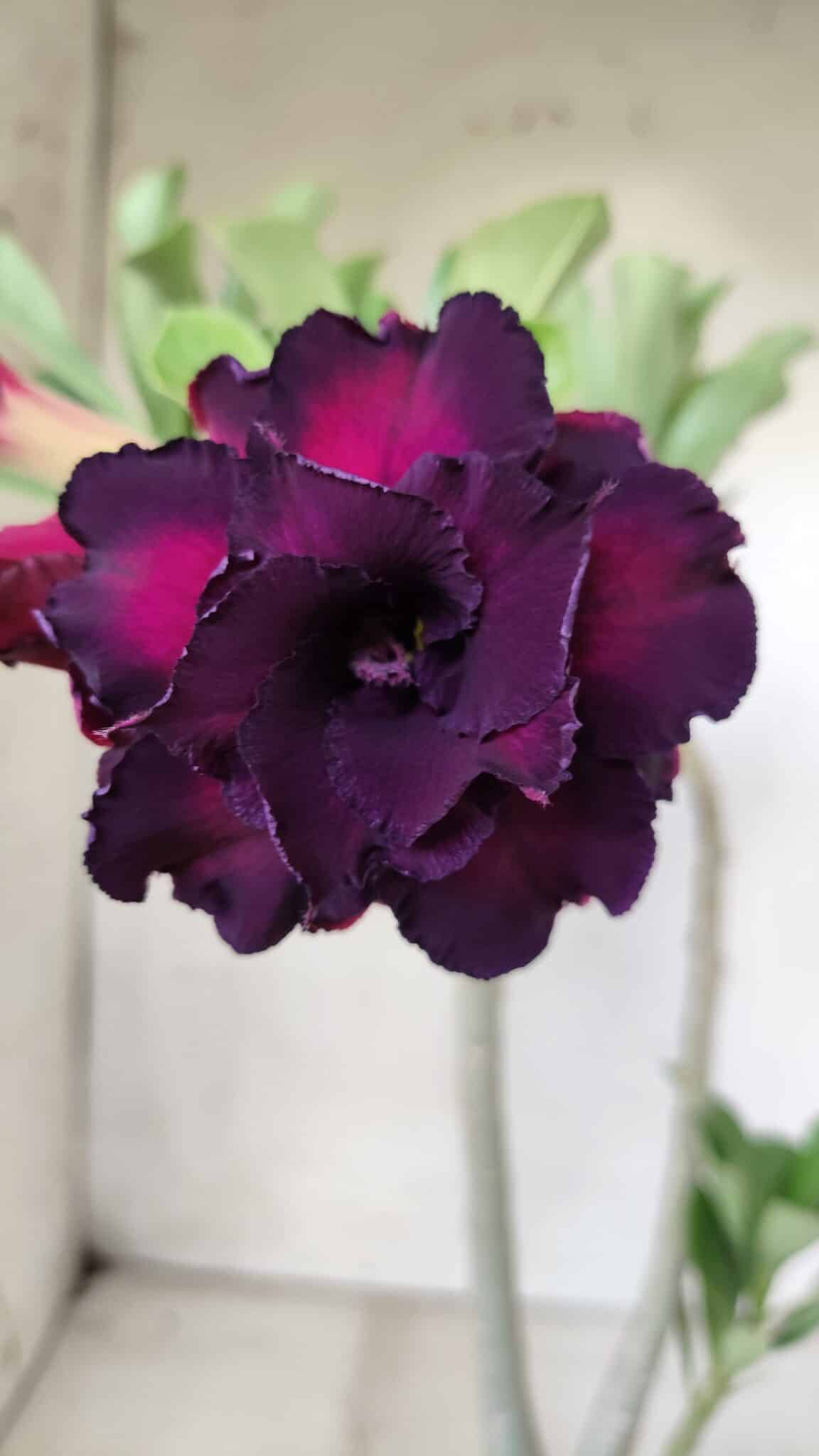 Planta Dobrada 2864 – 35cm – 03 anos