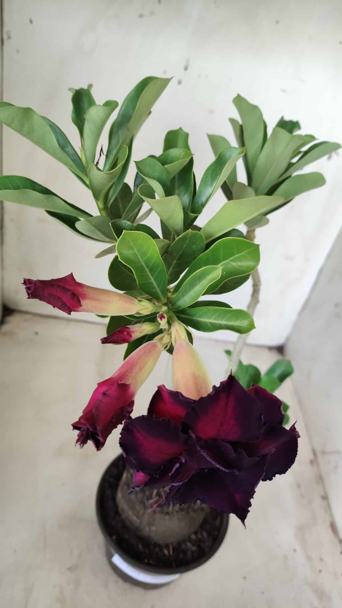 Planta Dobrada 2864 – 35cm – 03 anos