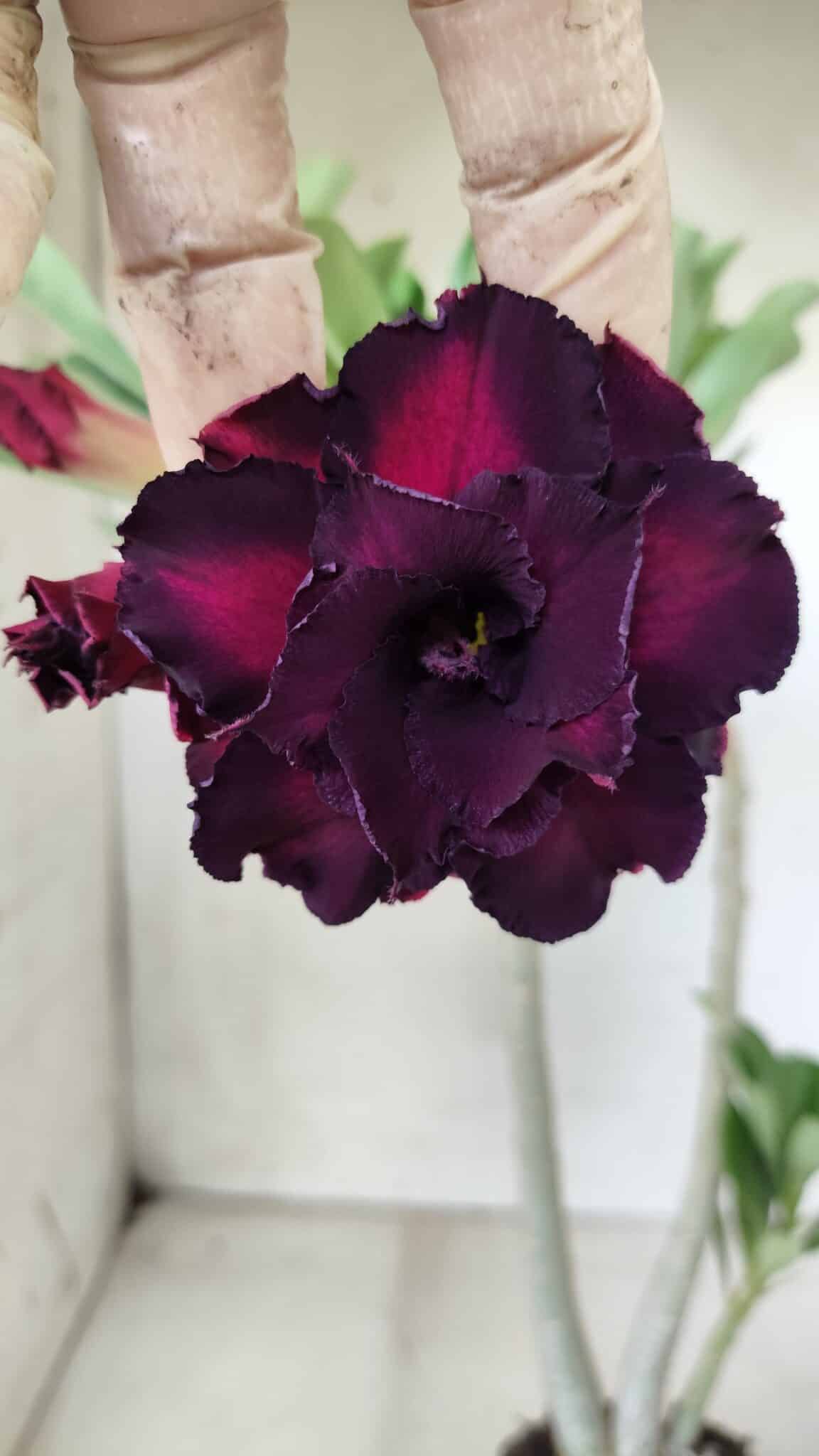 Planta Dobrada 2864 – 35cm – 03 anos
