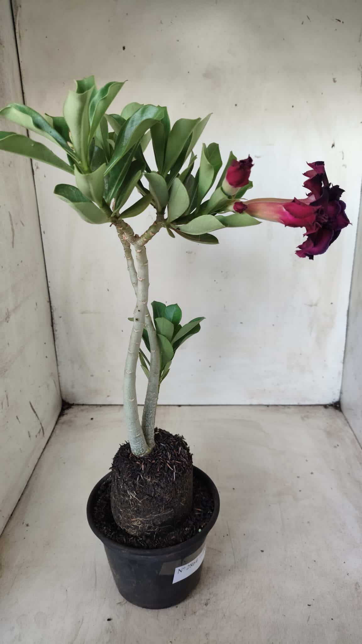 Planta Dobrada 2864 – 35cm – 03 anos