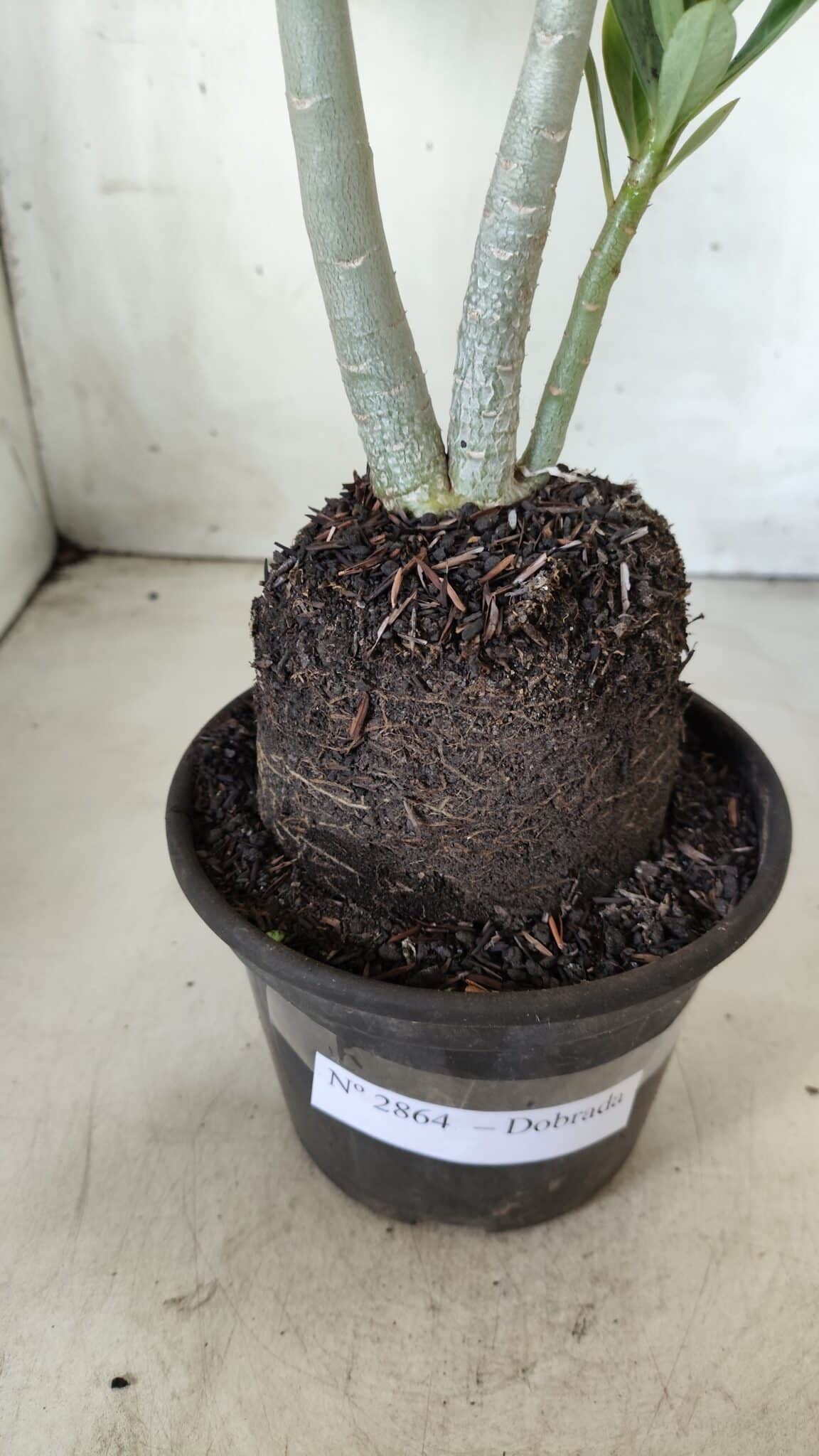 Planta Dobrada 2864 – 35cm – 03 anos