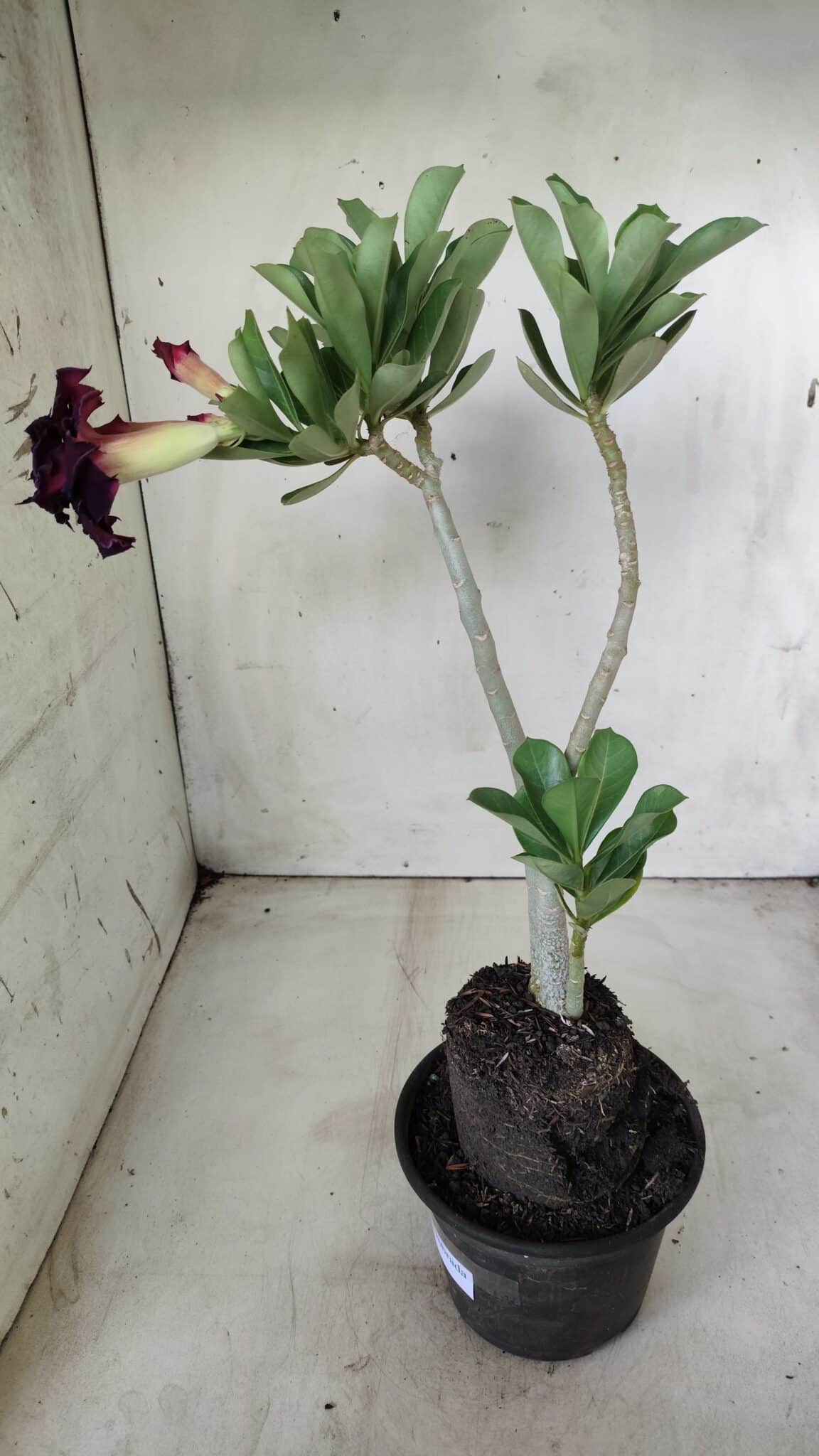 Planta Dobrada 2864 – 35cm – 03 anos