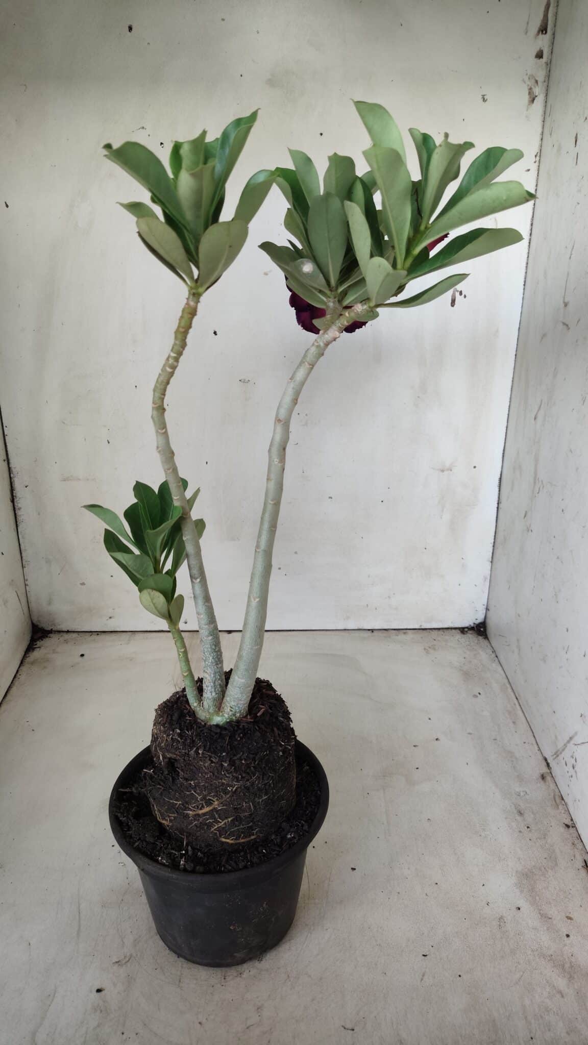 Planta Dobrada 2864 – 35cm – 03 anos