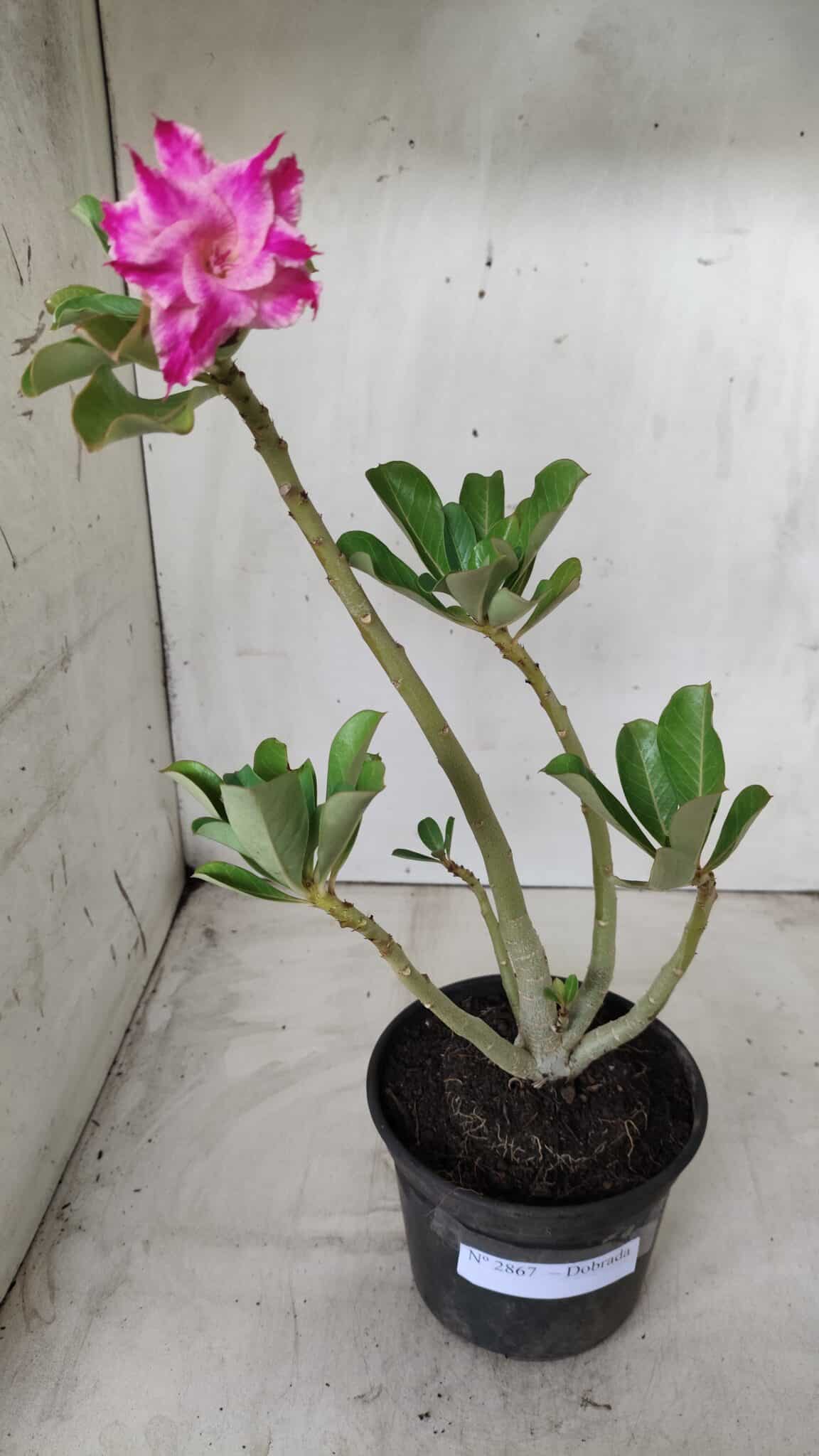 Planta Dobrada 2867 – 35cm – 03 anos