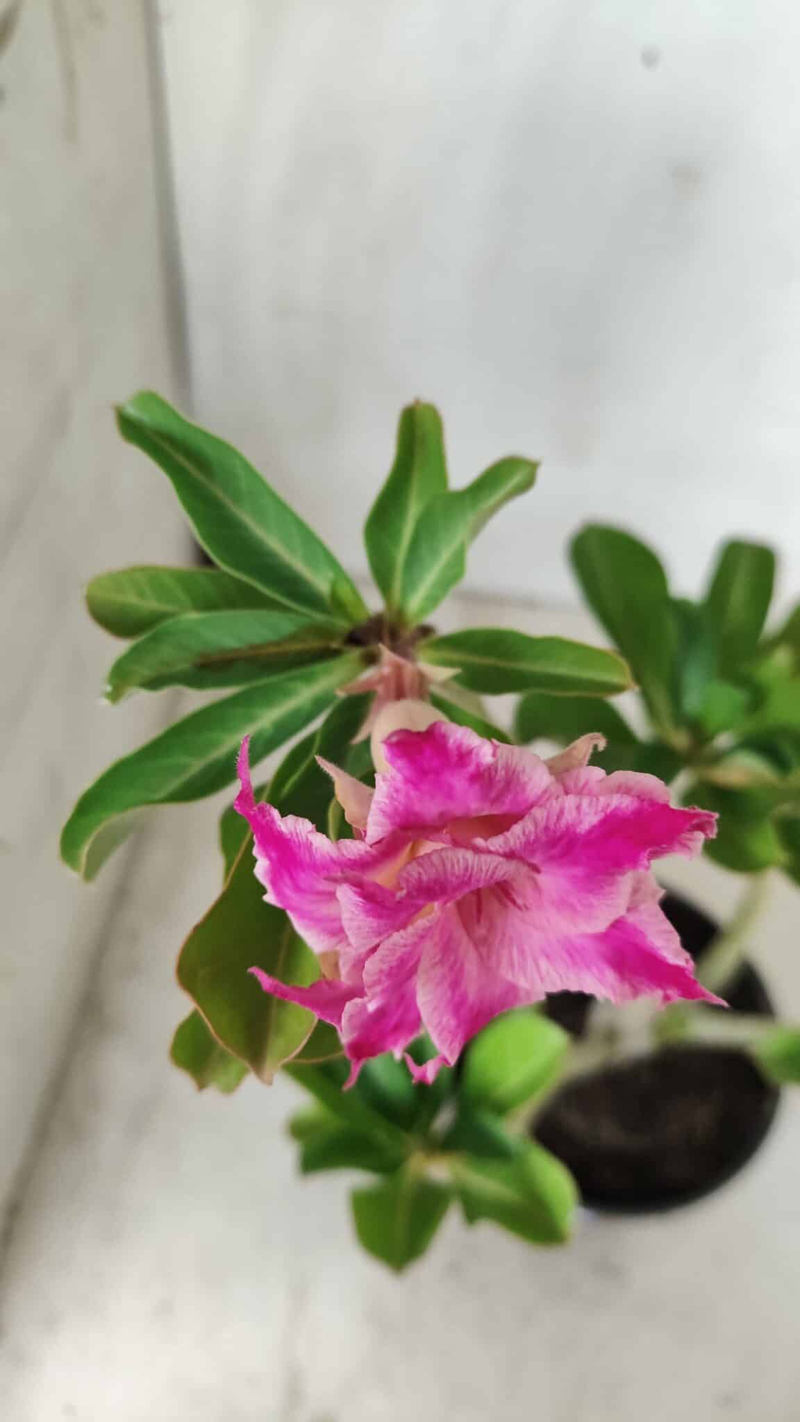 Planta Dobrada 2867 – 35cm – 03 anos