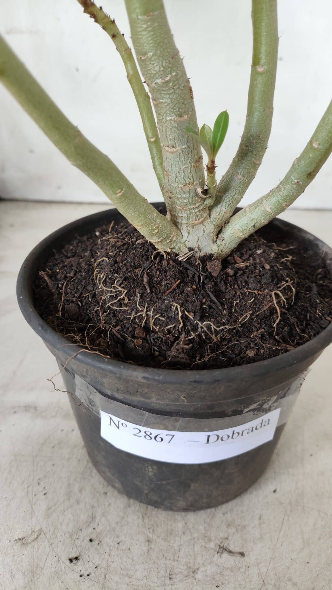 Planta Dobrada 2867 – 35cm – 03 anos