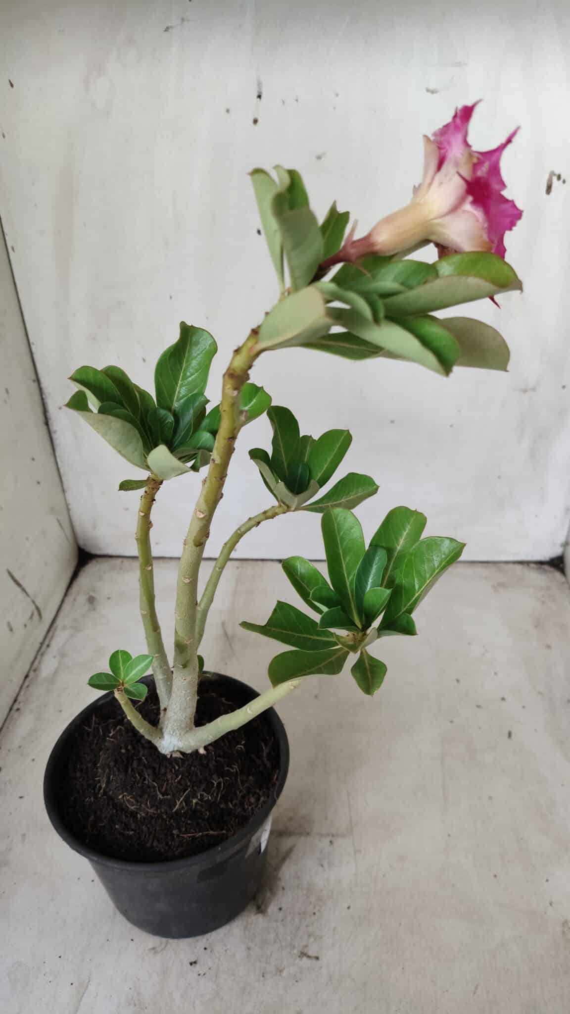 Planta Dobrada 2867 – 35cm – 03 anos