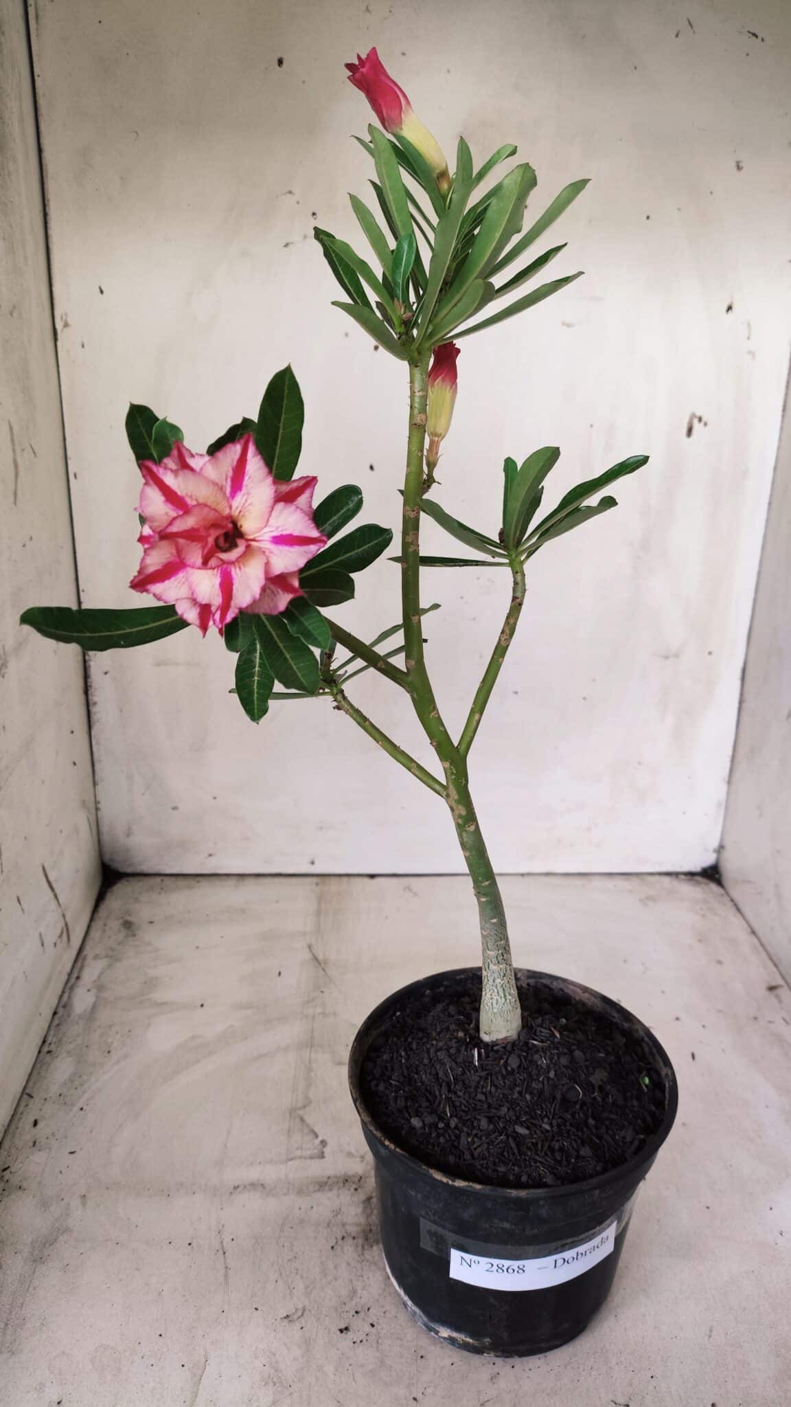 Planta Dobrada 2868 – 30cm – 02 anos