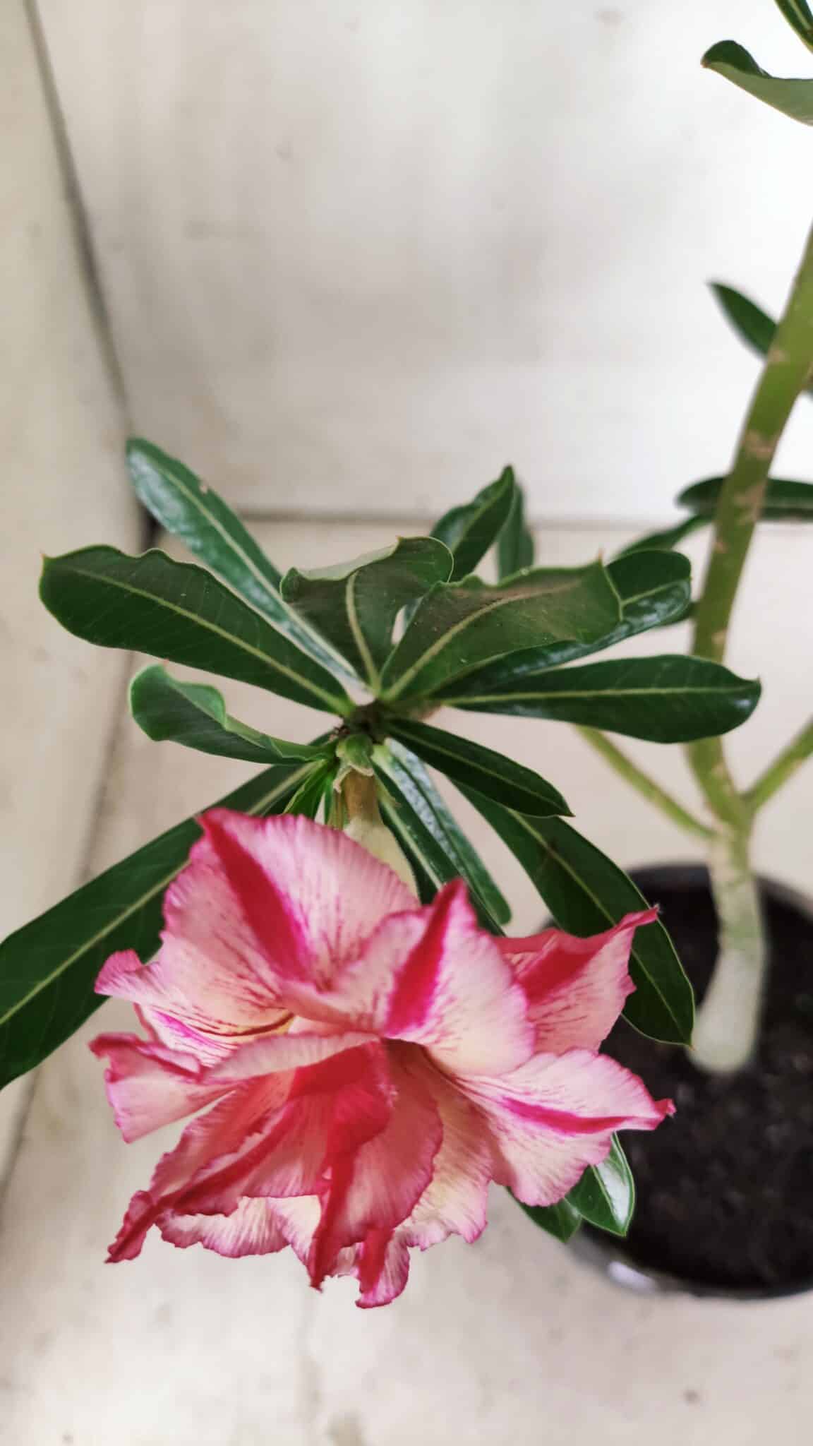Planta Dobrada 2868 – 30cm – 02 anos
