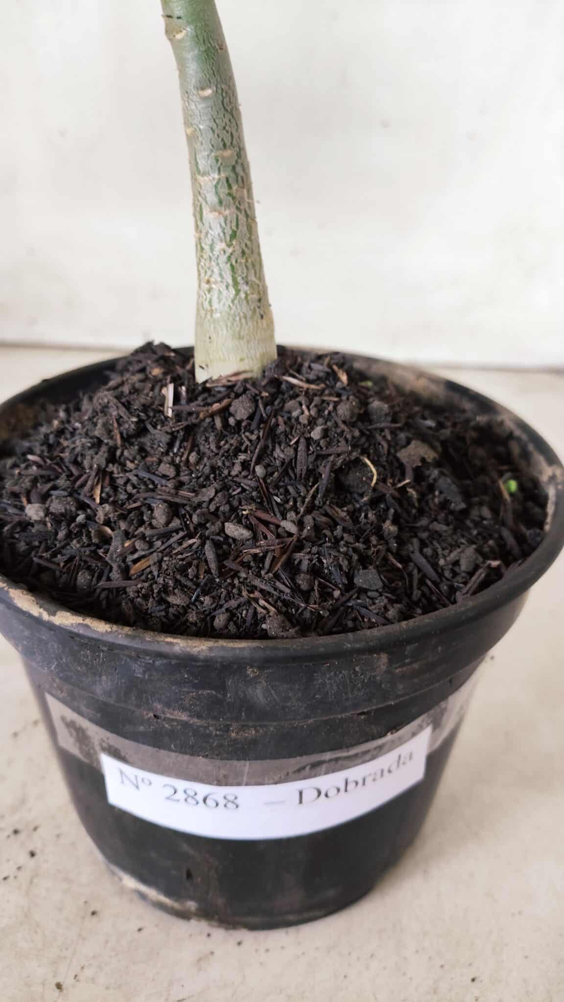 Planta Dobrada 2868 – 30cm – 02 anos