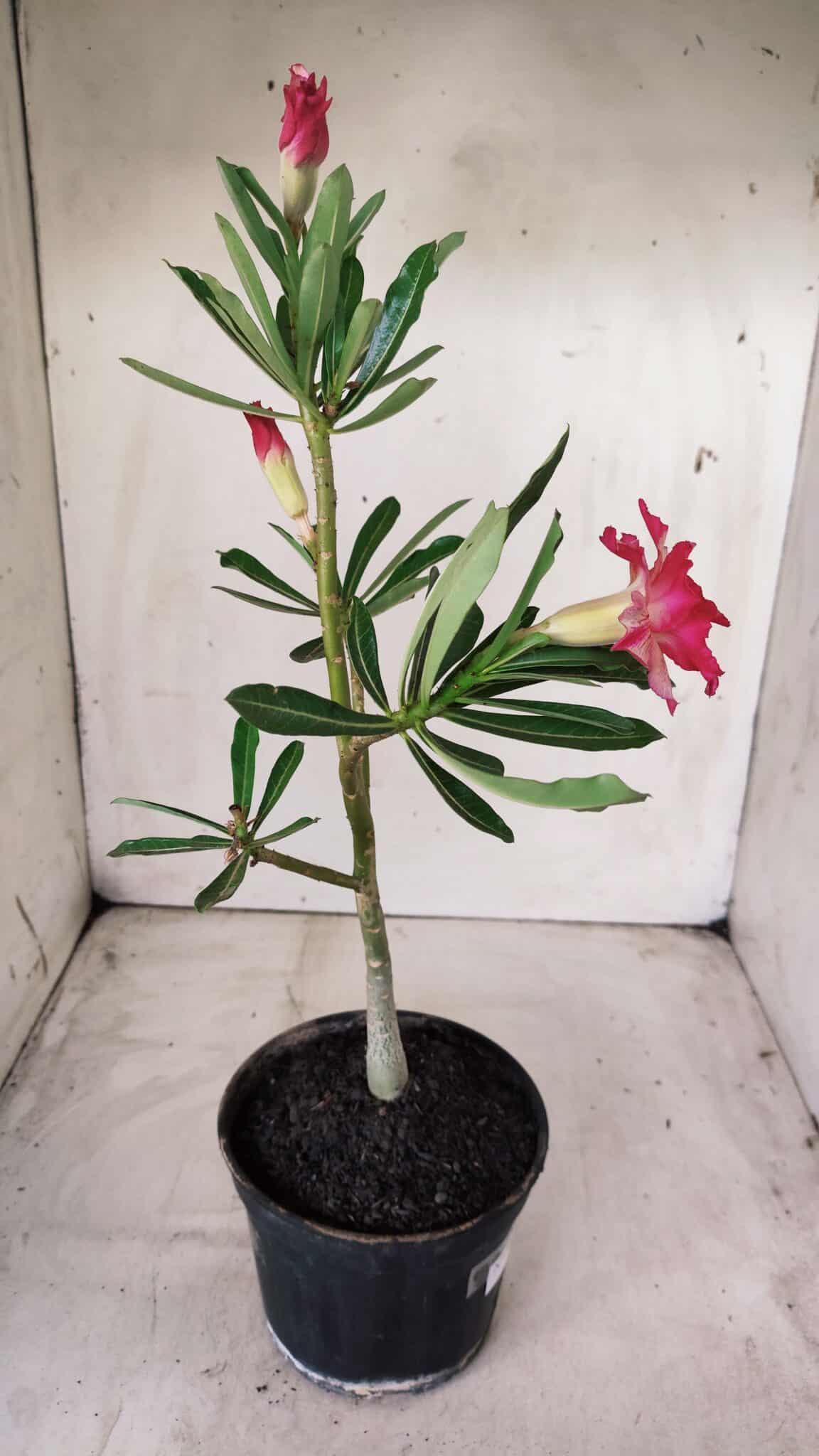 Planta Dobrada 2868 – 30cm – 02 anos