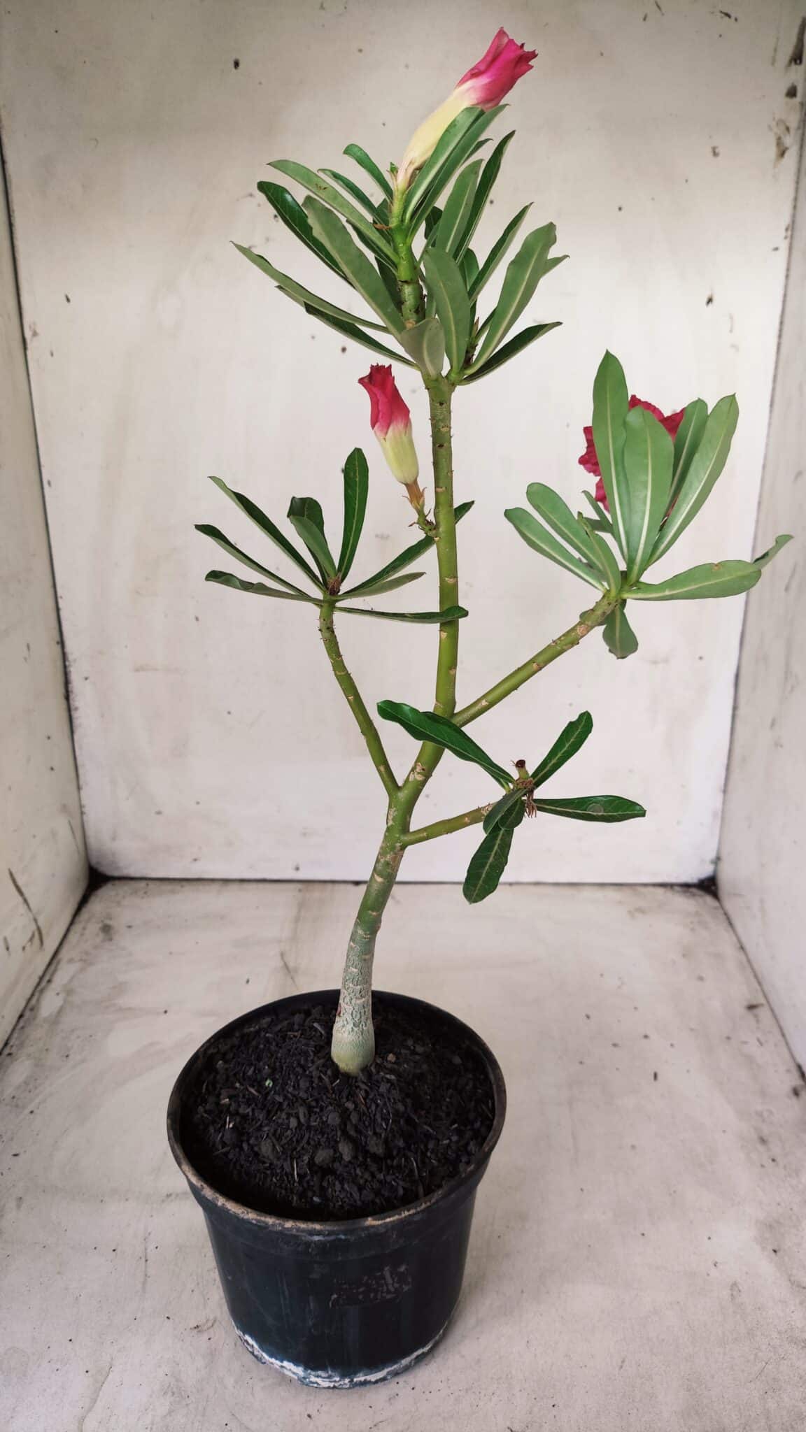 Planta Dobrada 2868 – 30cm – 02 anos