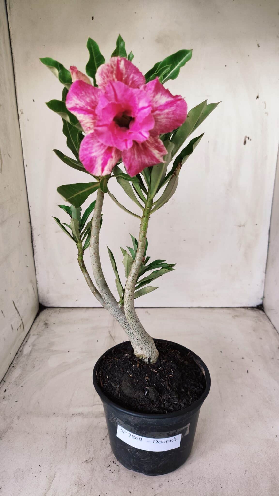 Planta Dobrada 2869 – 30cm – 02 anos