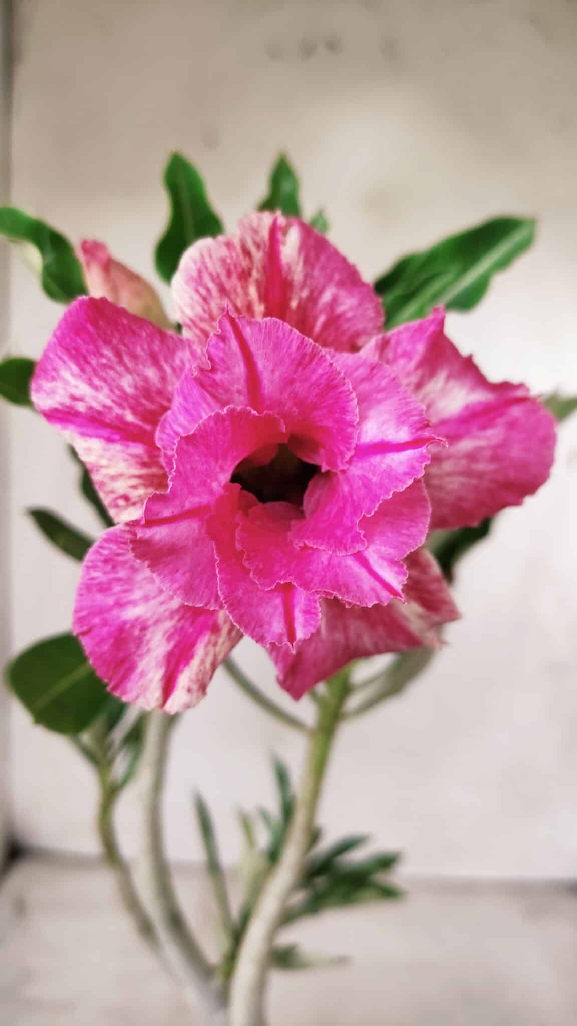 Planta Dobrada 2869 – 30cm – 02 anos